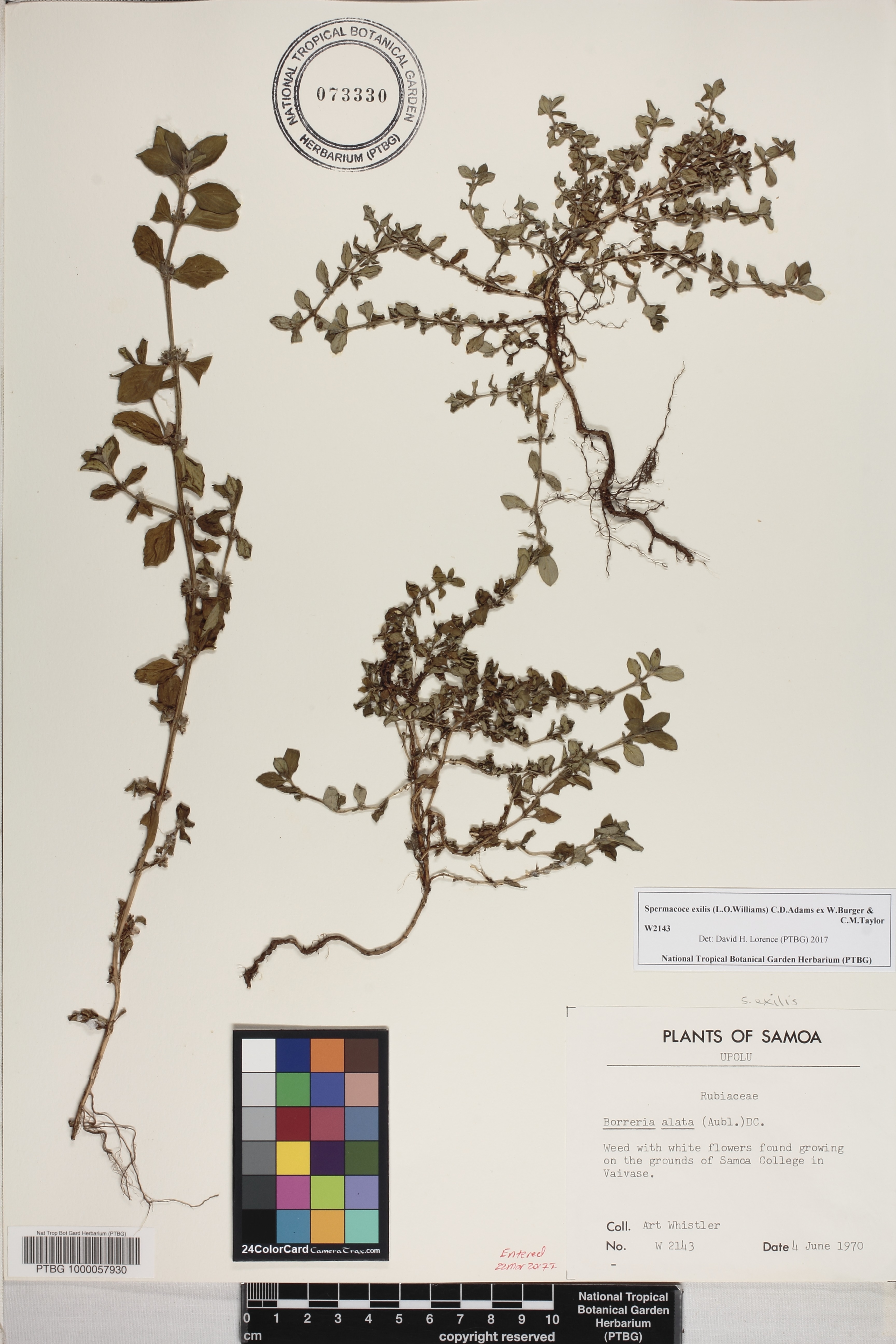 Spermacoce exilis image