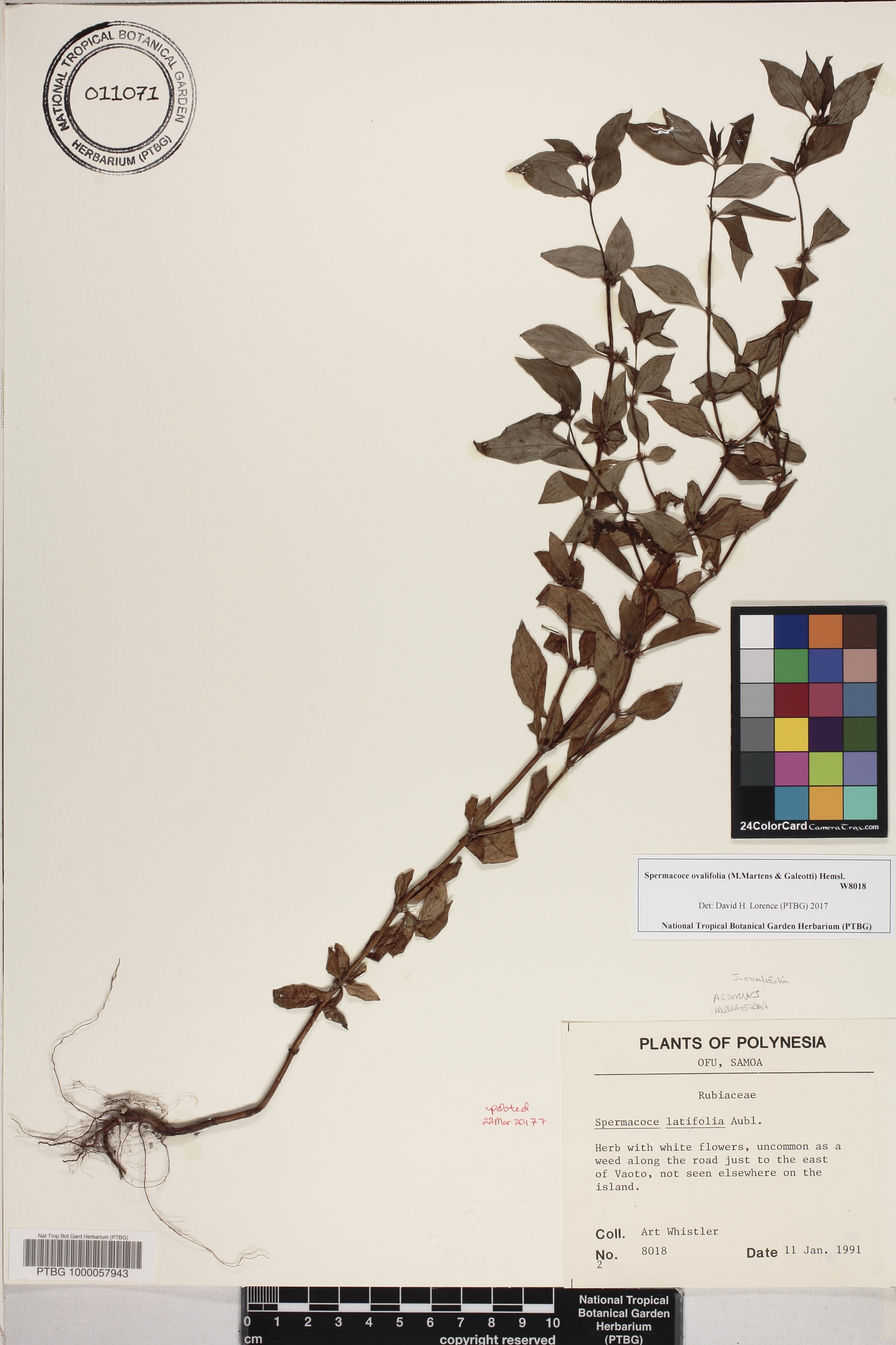 Spermacoce ovalifolia image