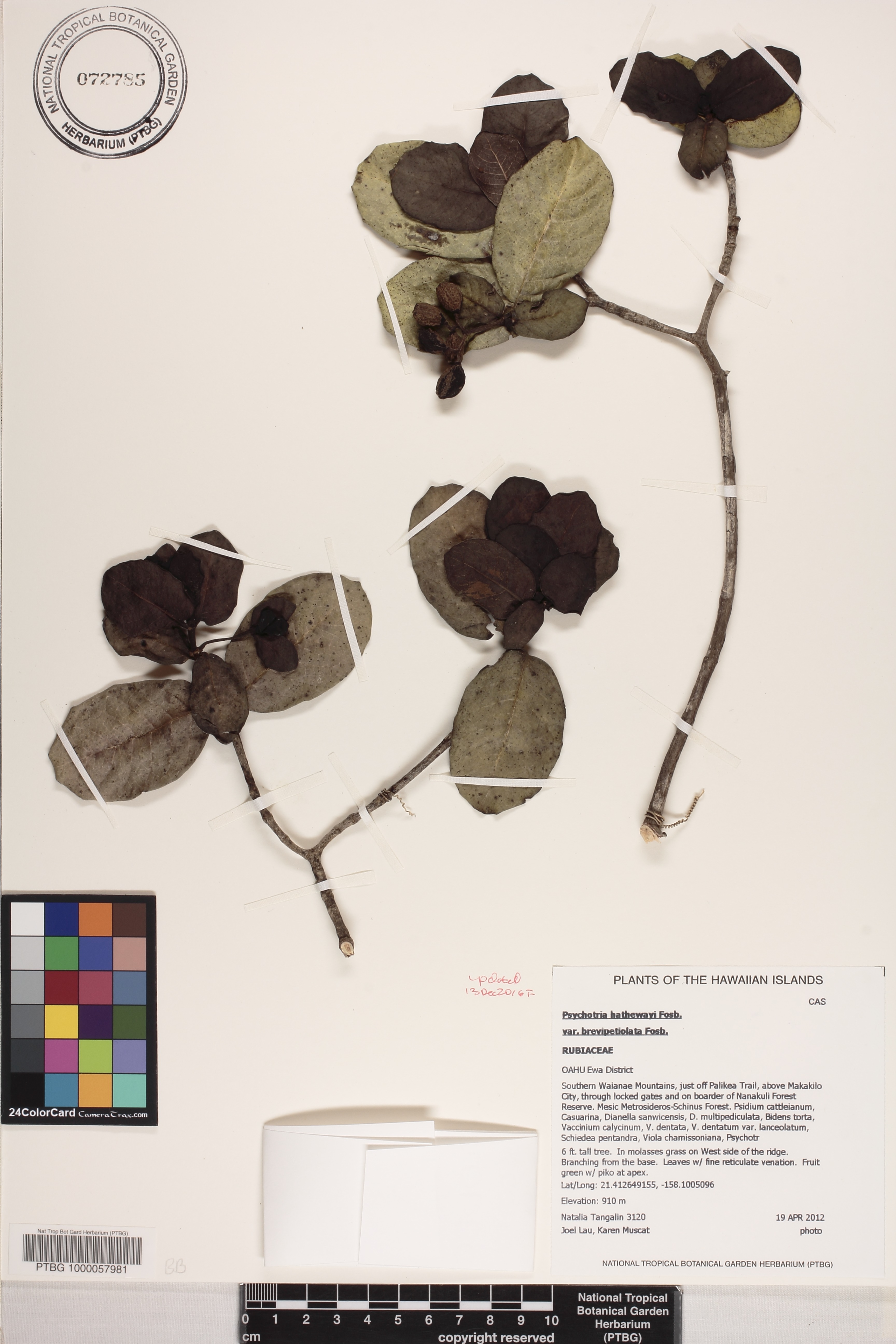 Psychotria hathewayi var. brevipetiolata image