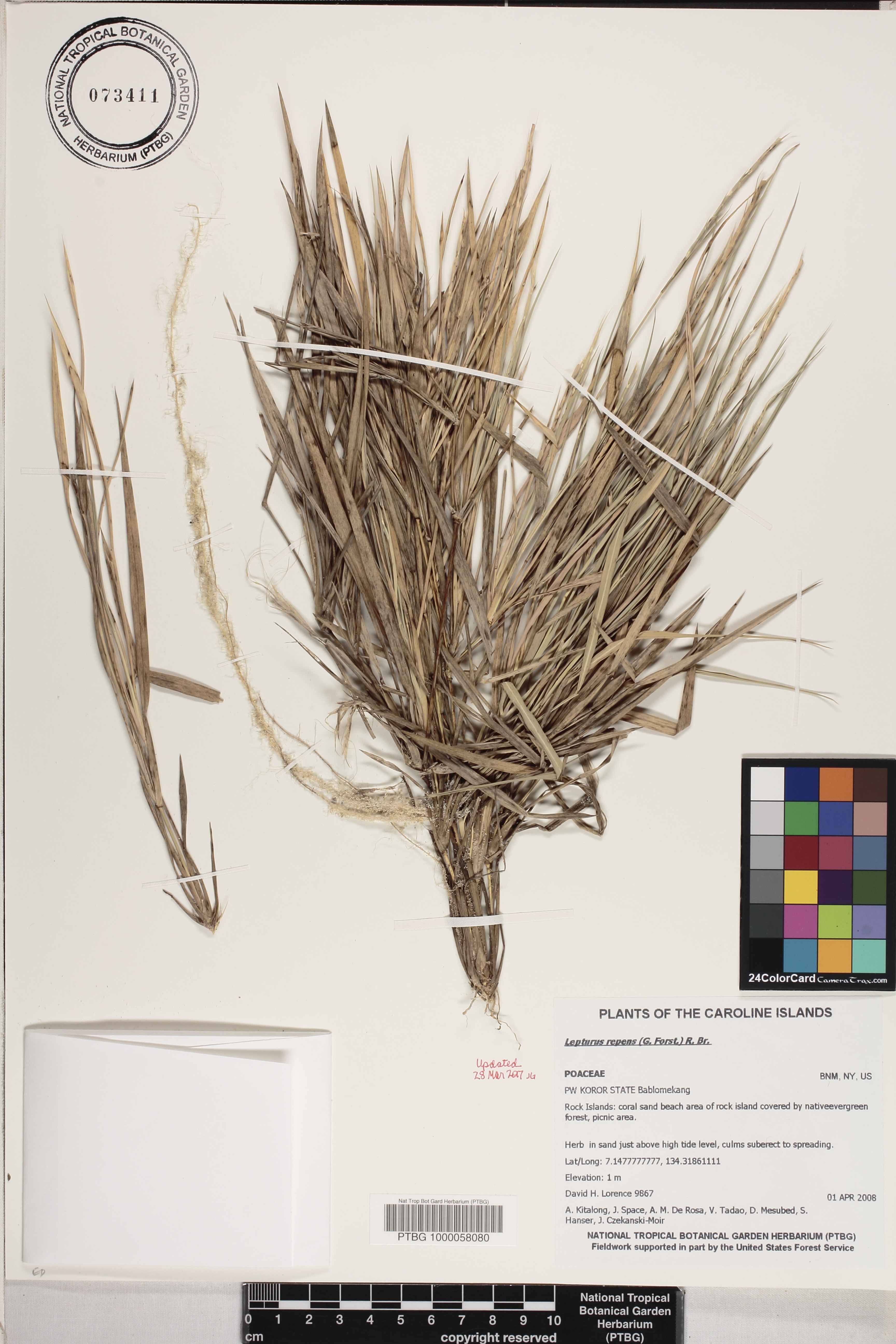 Lepturus repens image