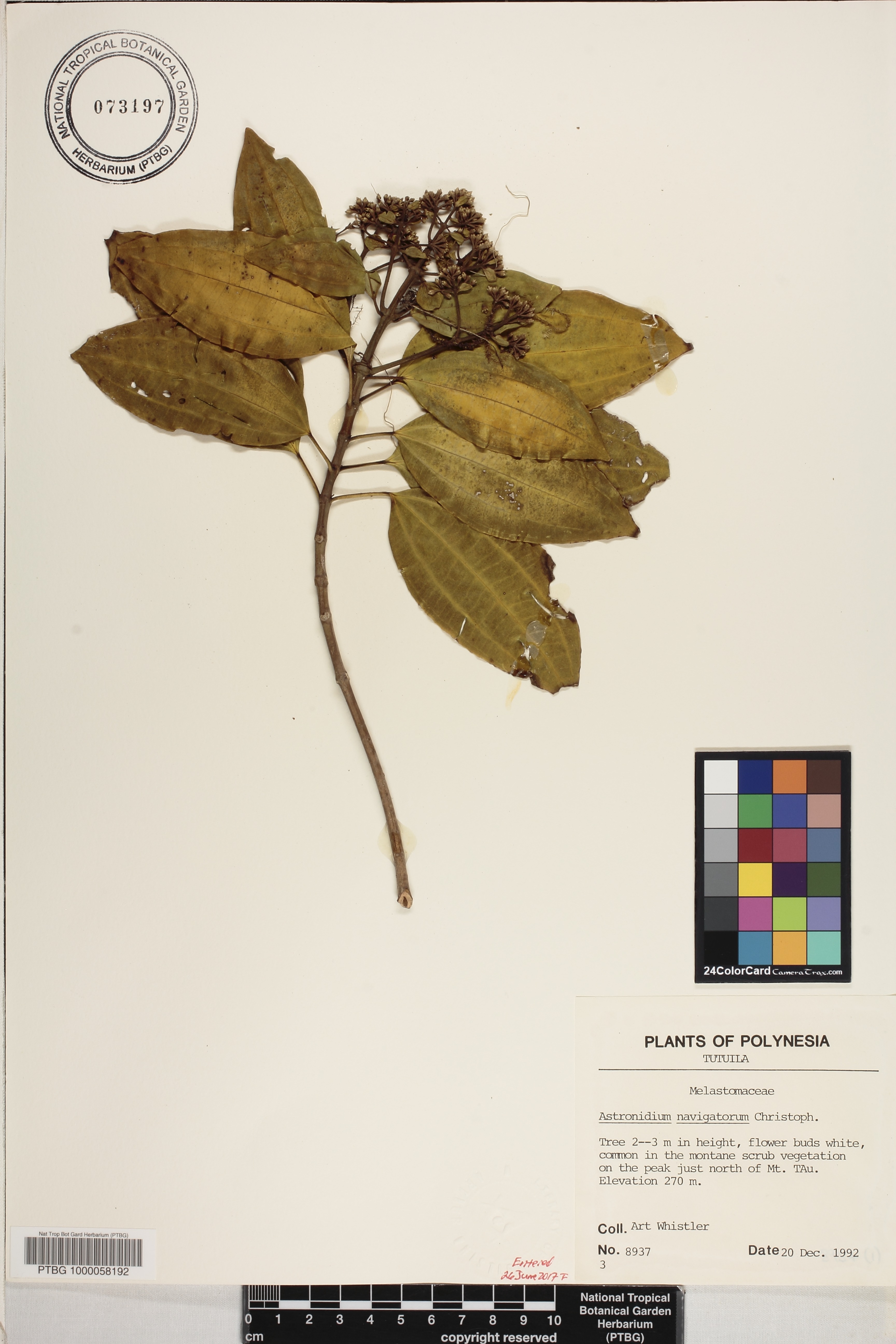 Astronidium navigatorum image