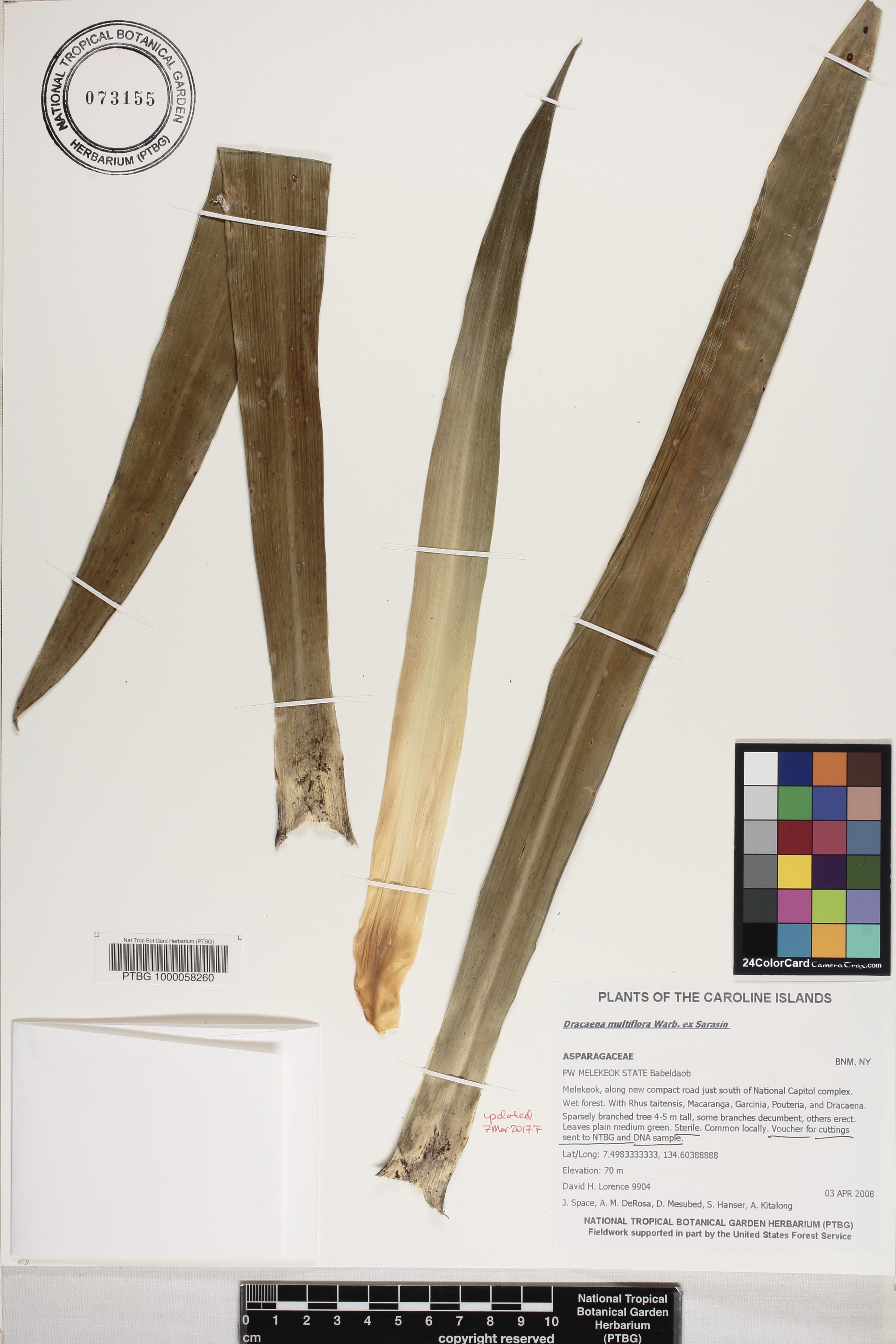 Dracaena multiflora image