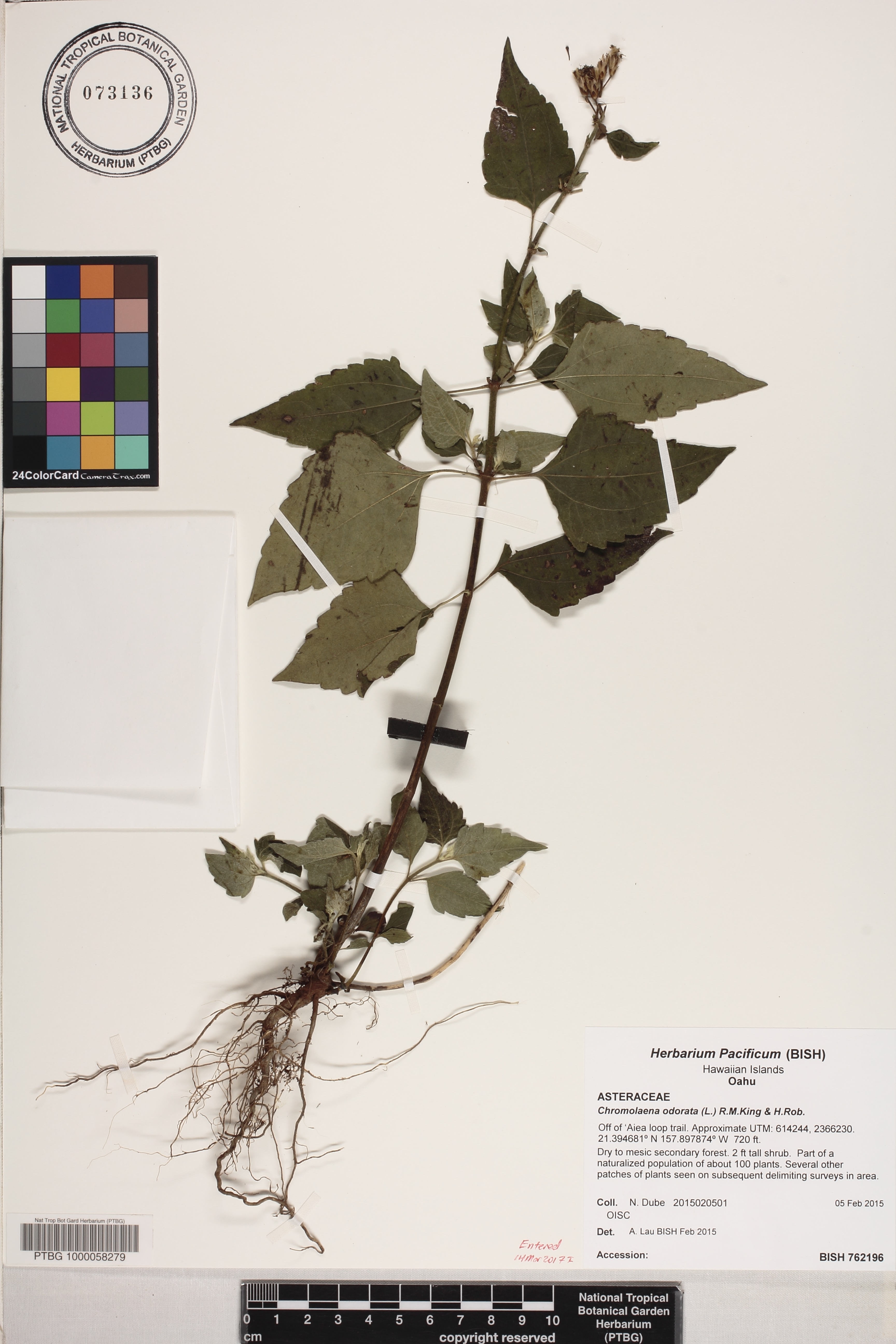 Chromolaena odorata image