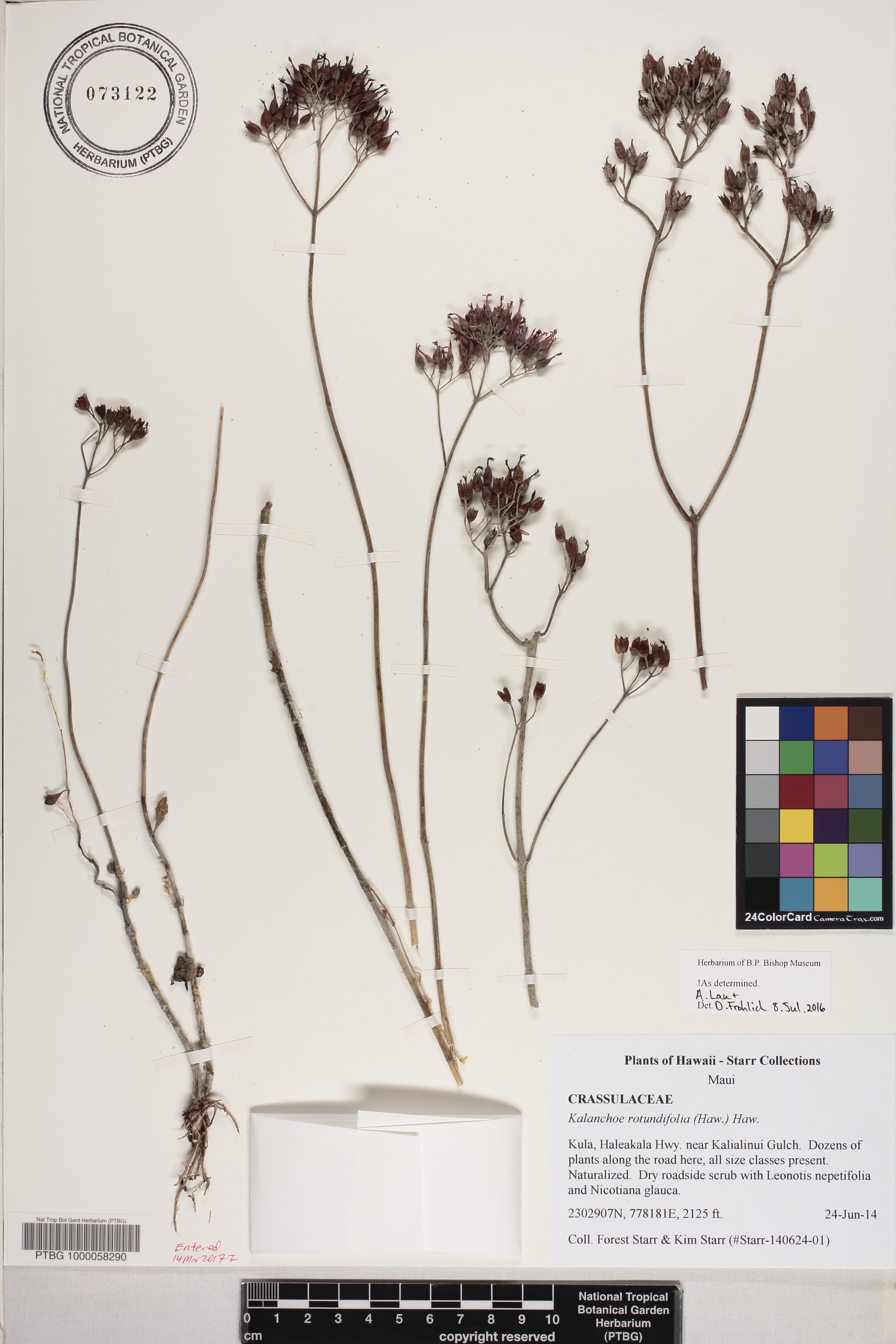 Kalanchoe rotundifolia image