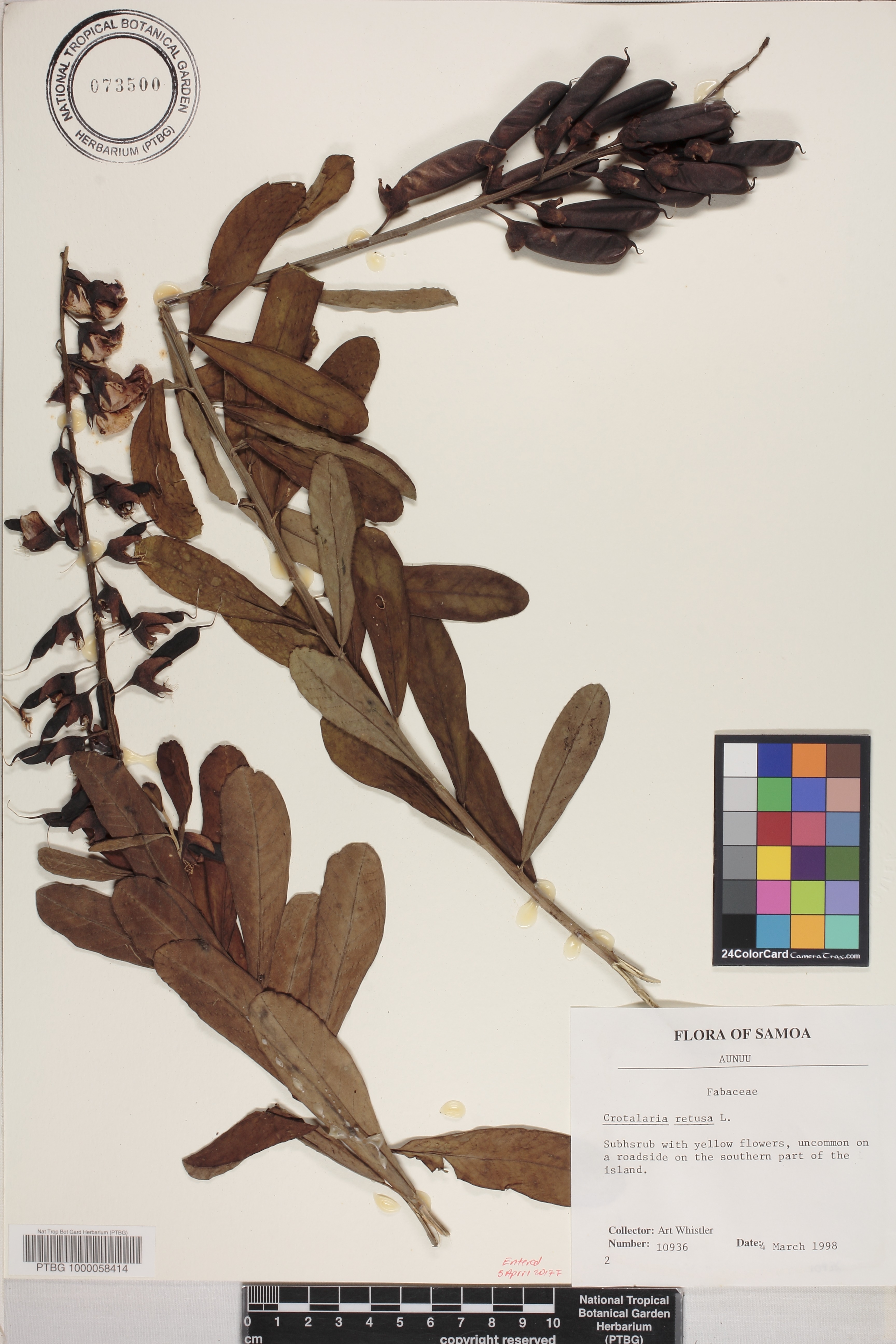 Crotalaria retusa image