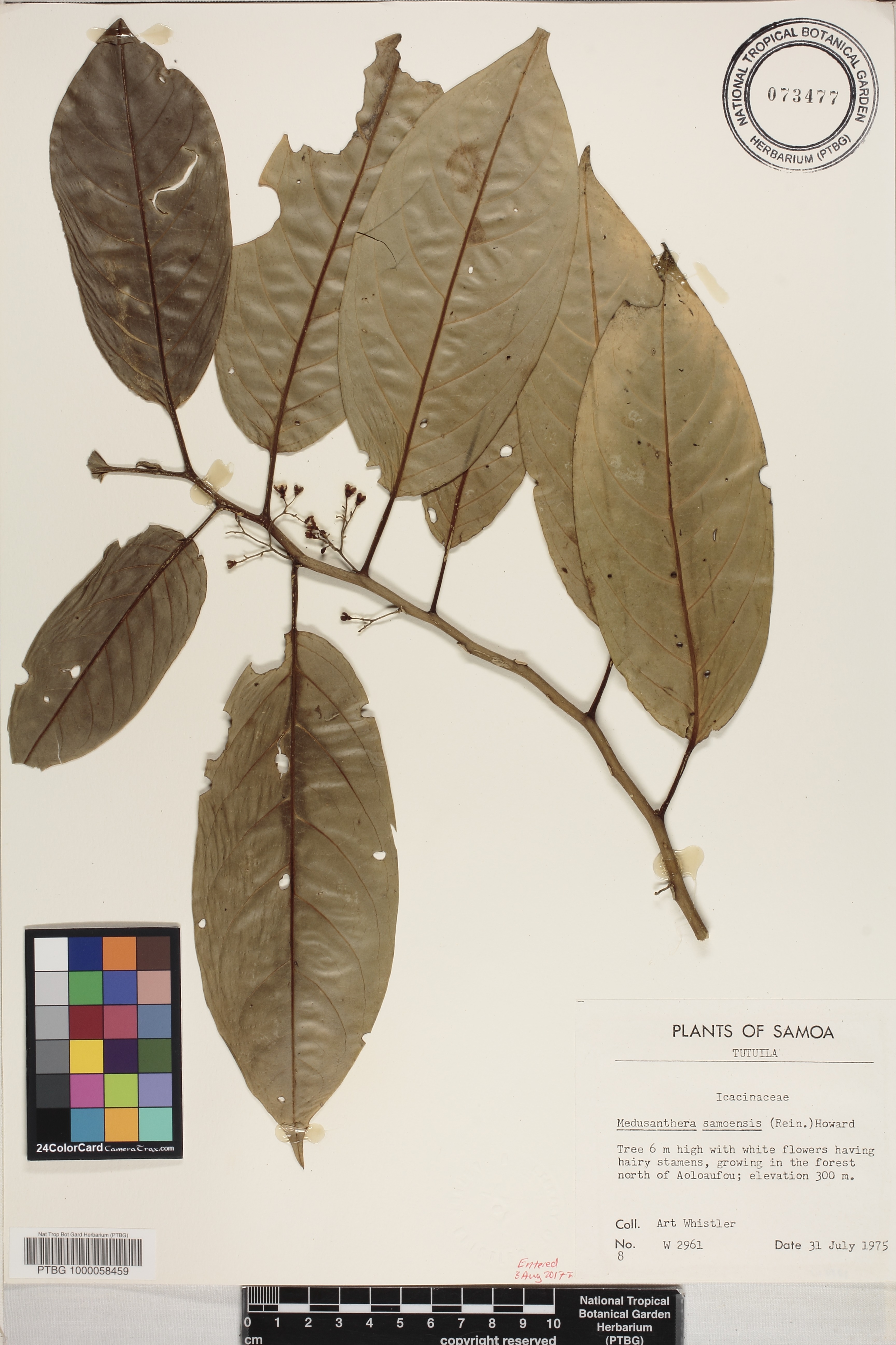 Stemonuraceae image