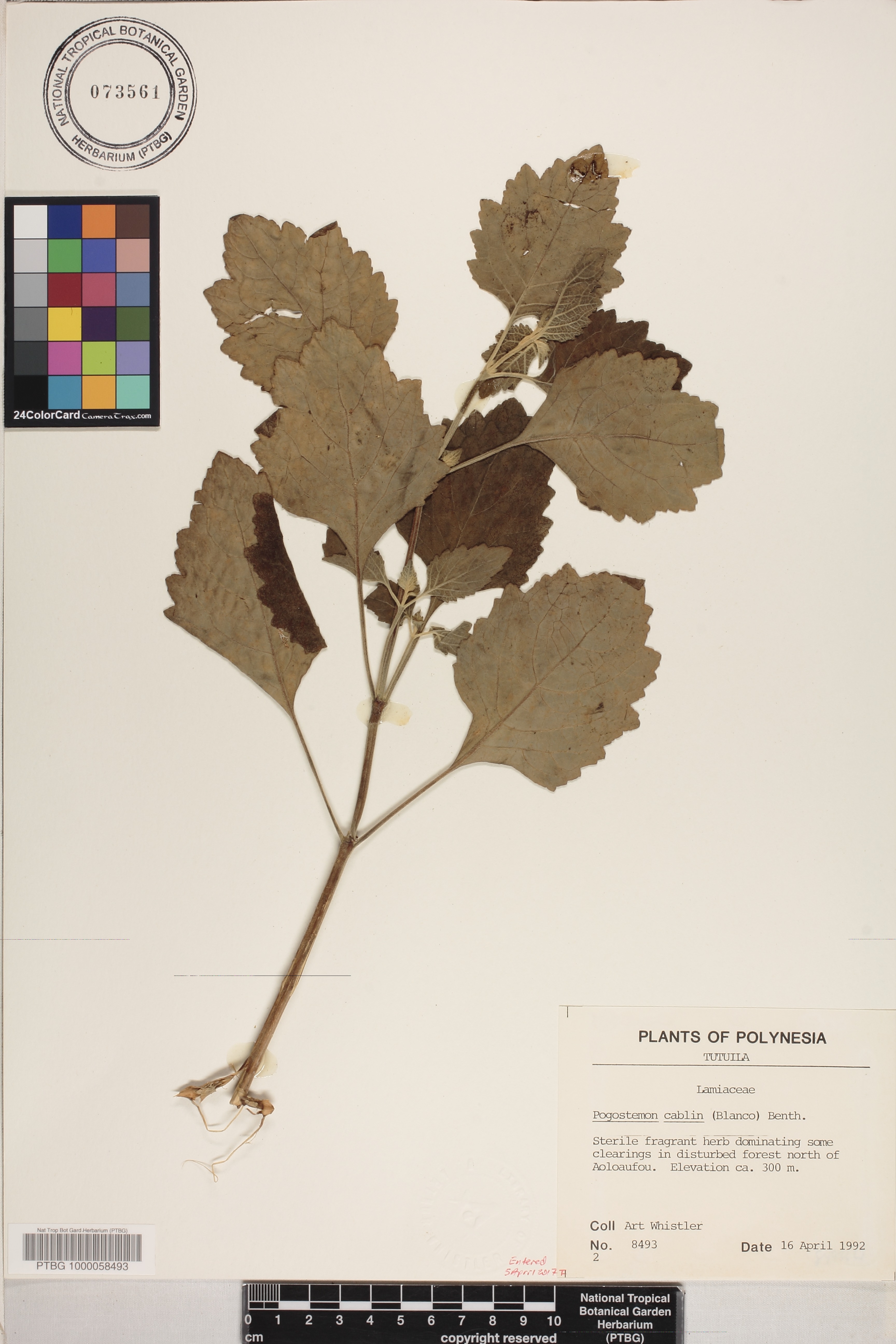 Pogostemon cablin image