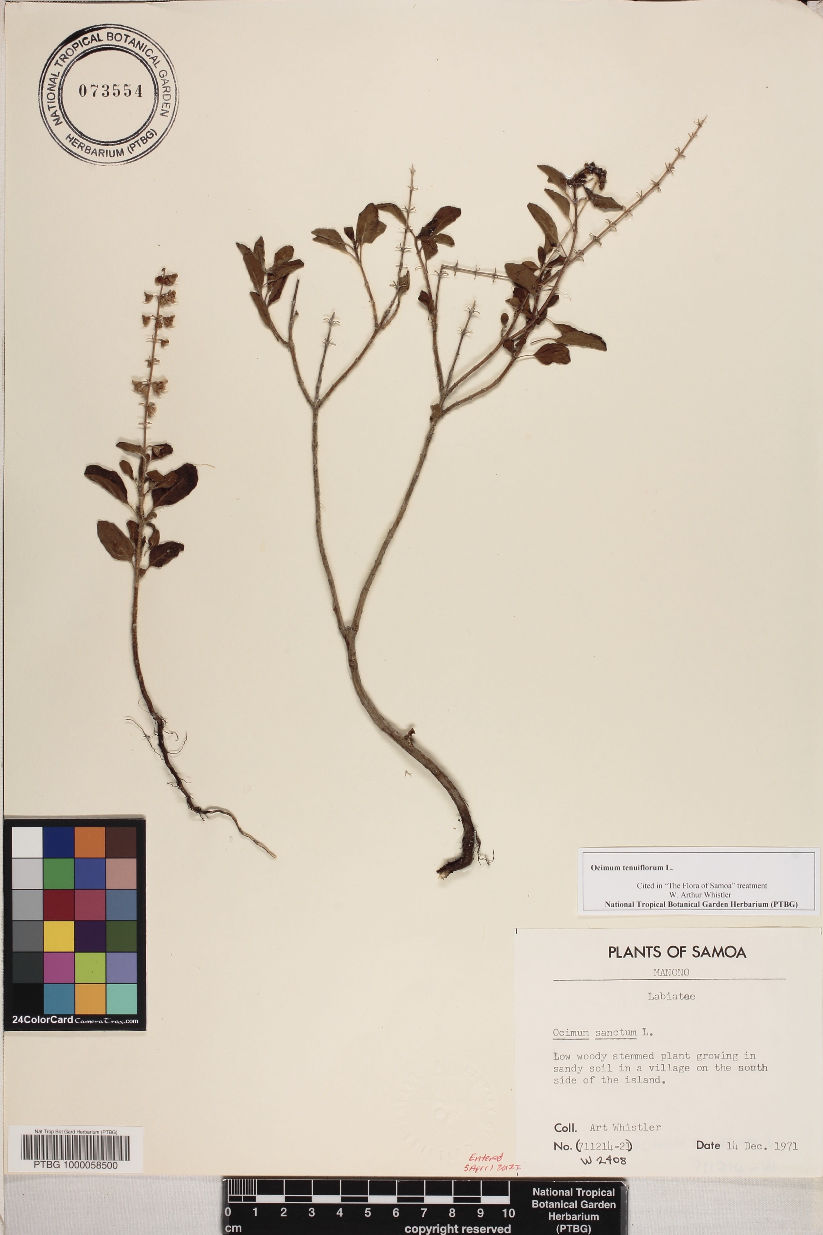 Ocimum tenuiflorum image