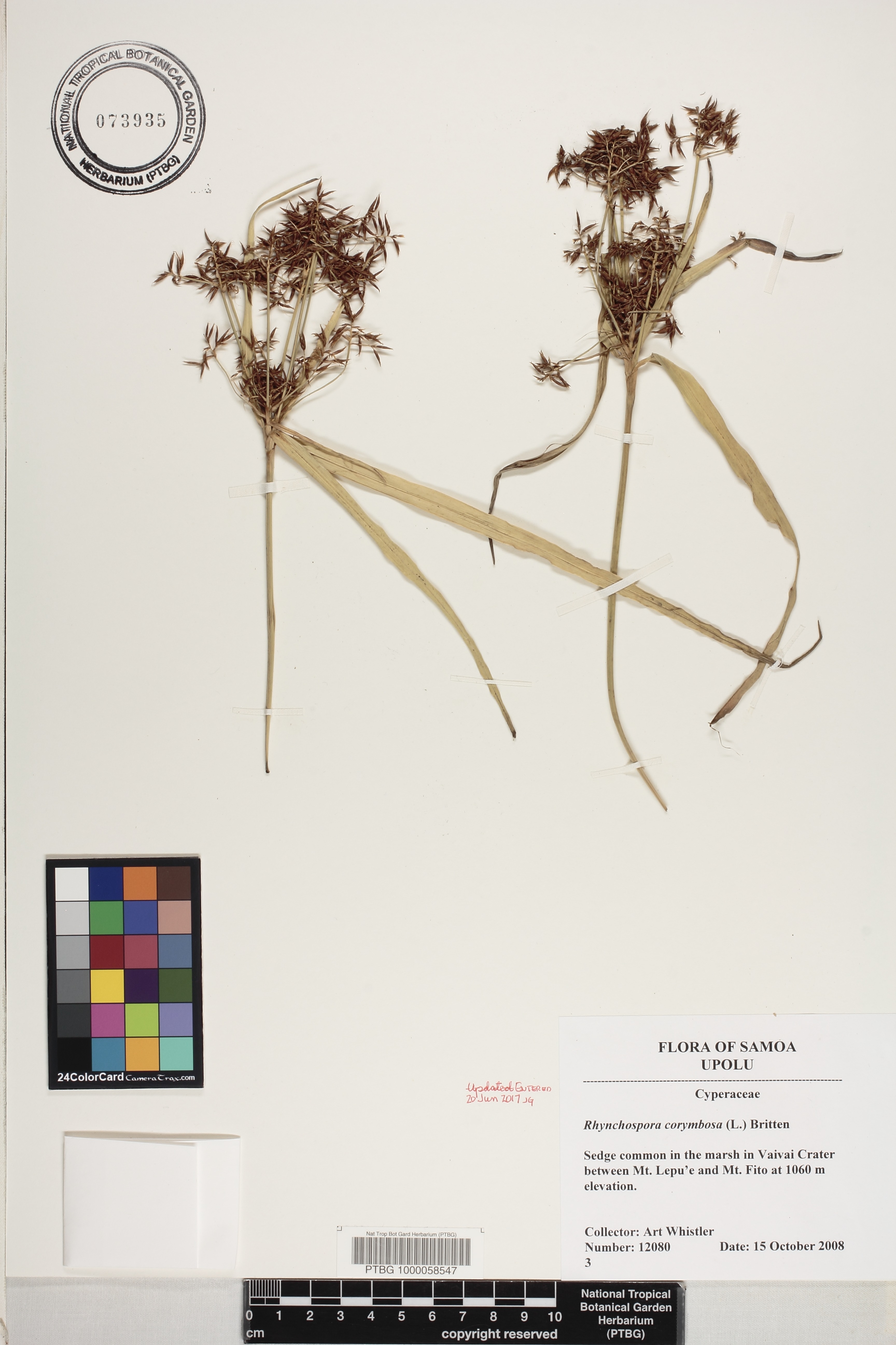 Rhynchospora corymbosa image