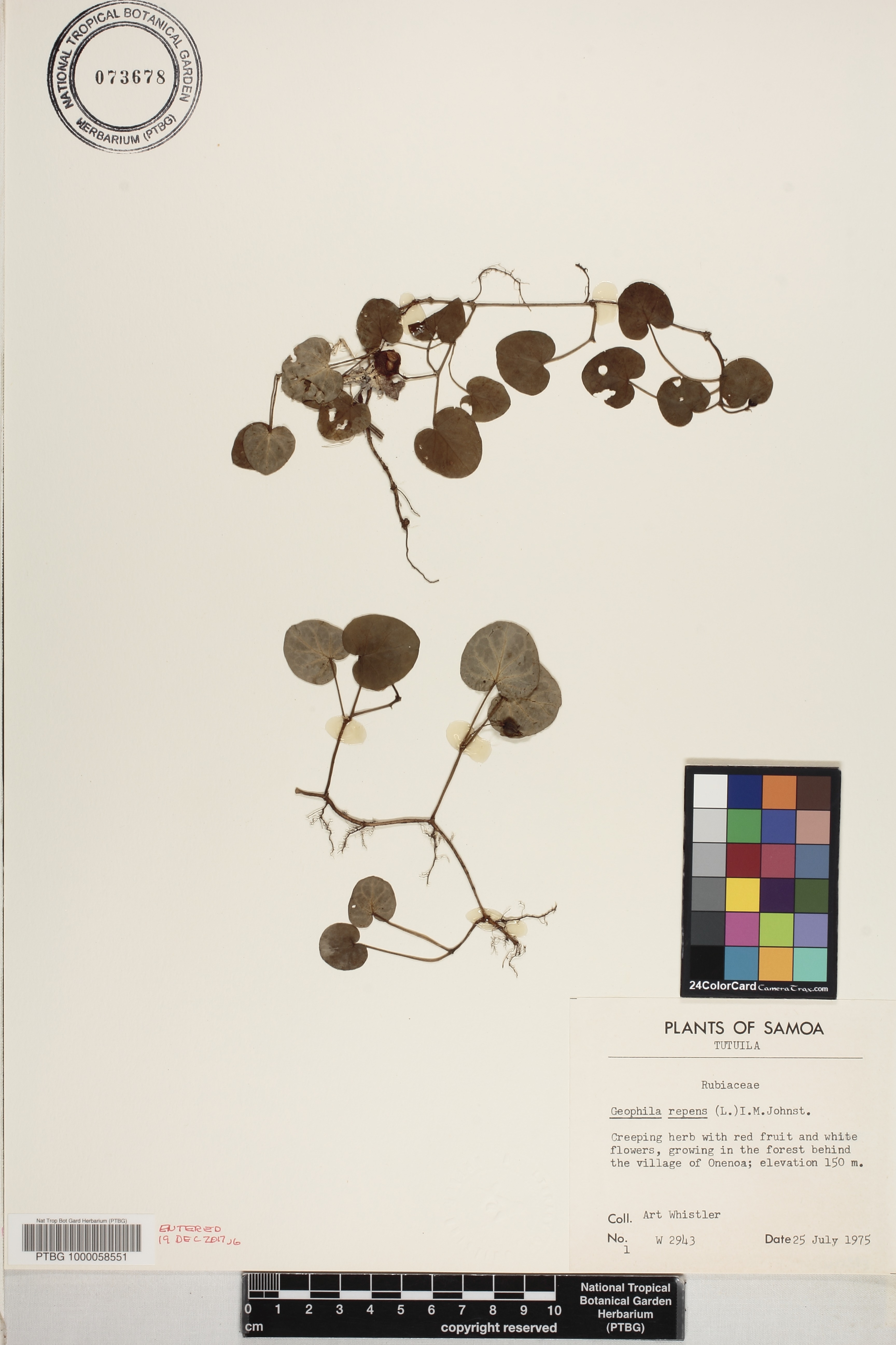 Geophila repens image