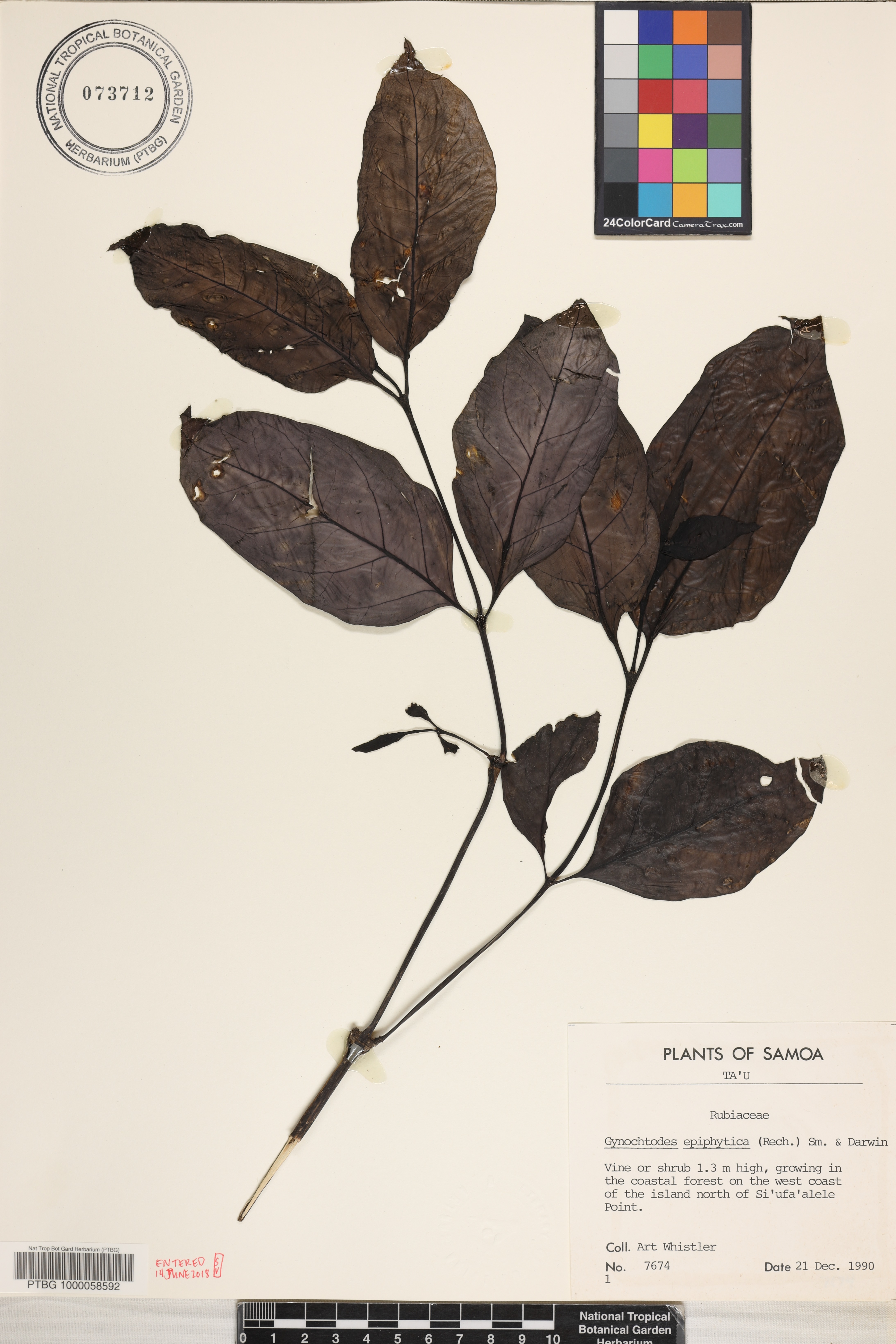 Gynochthodes epiphytica image