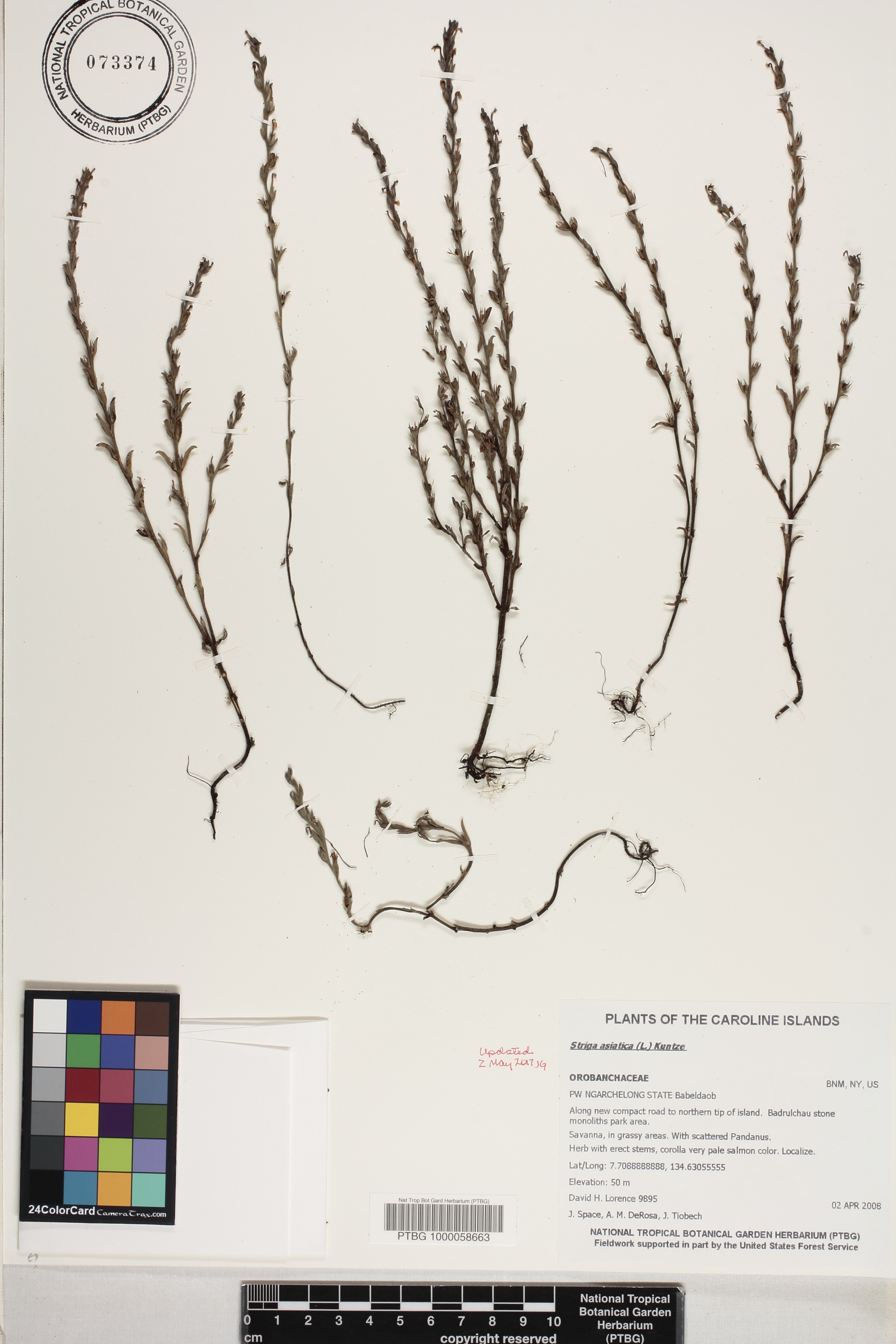 Striga asiatica image