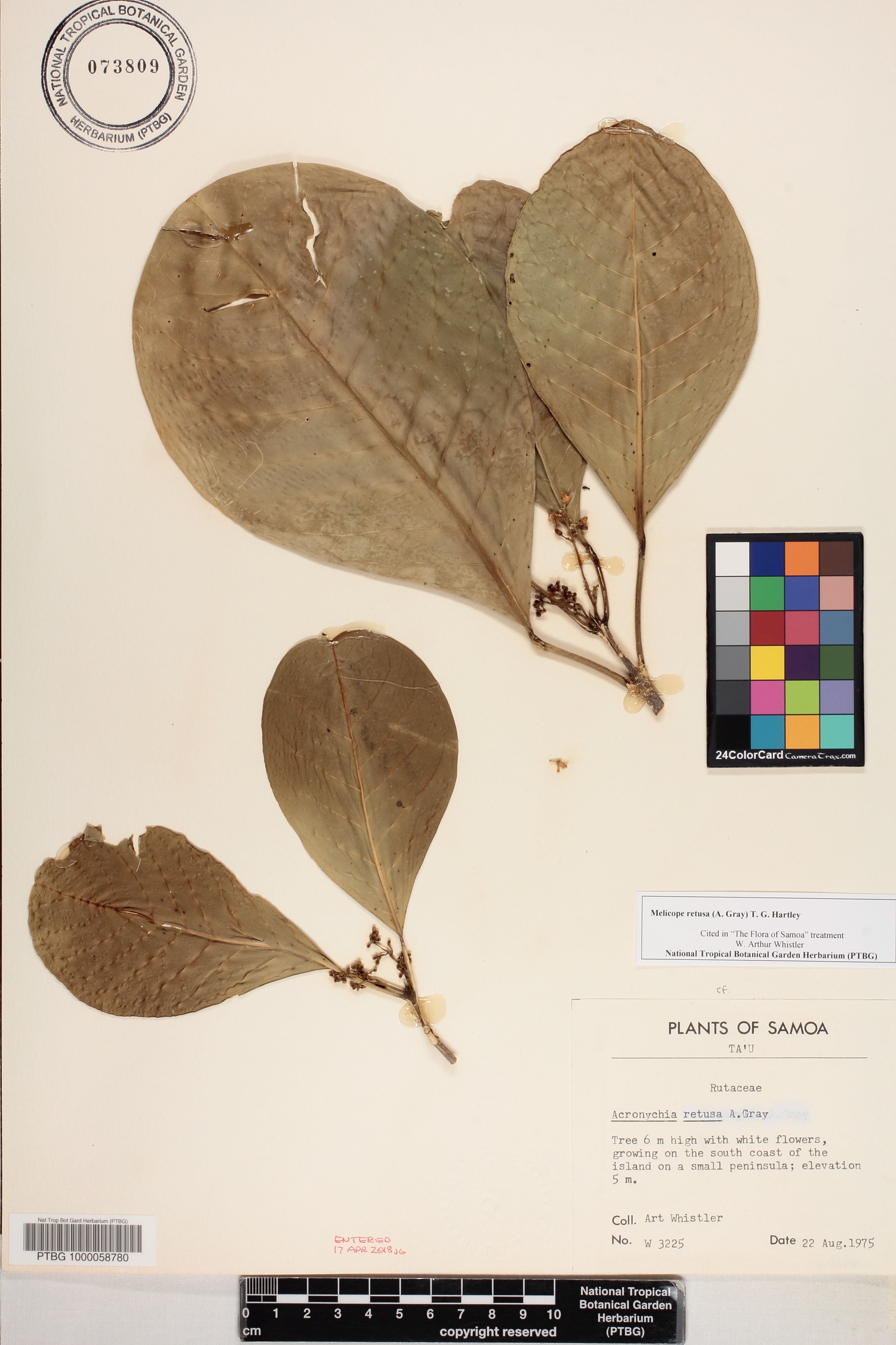 Melicope retusa image