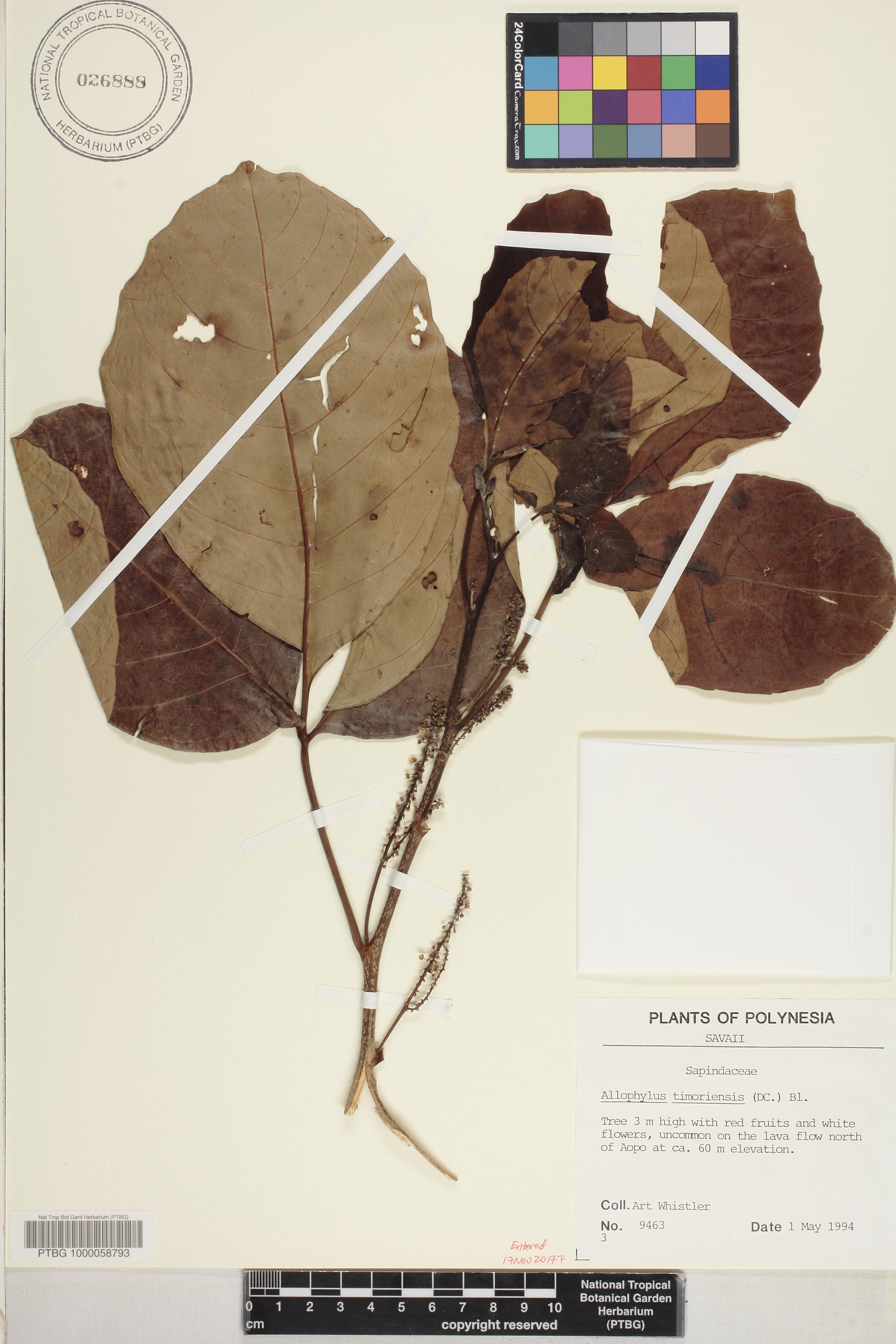 Allophylus image