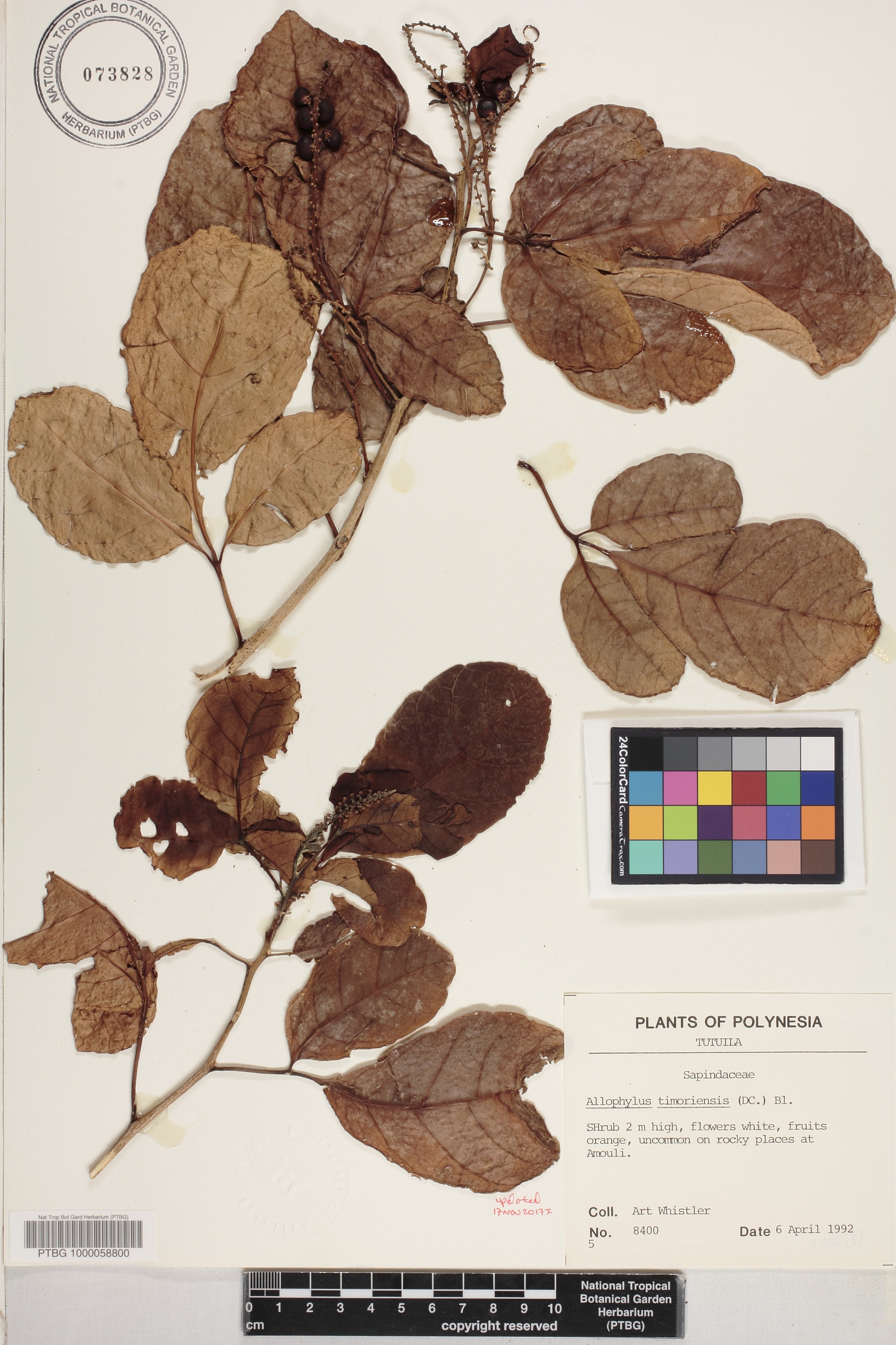 Allophylus timoriensis image