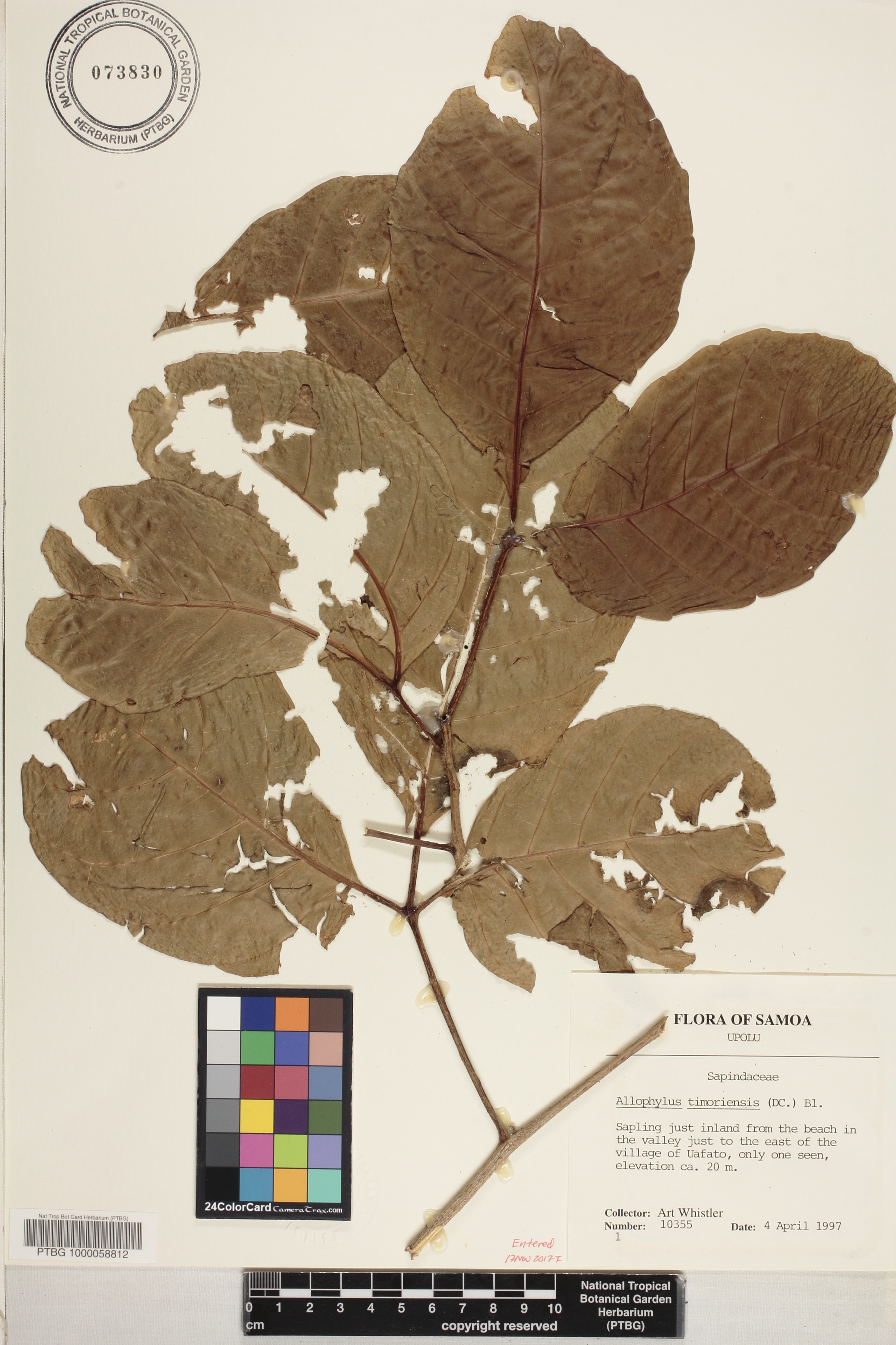 Allophylus timoriensis image
