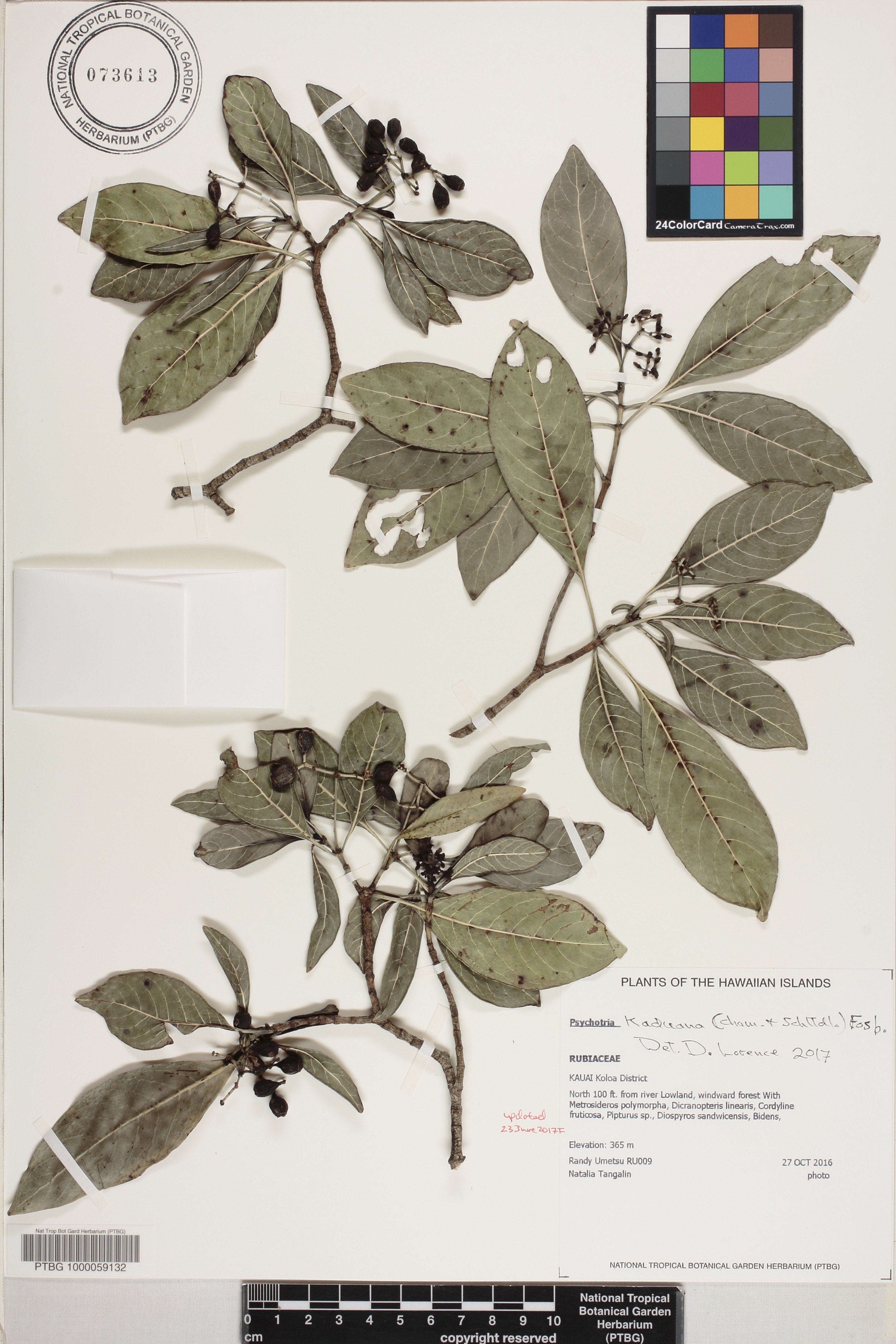 Psychotria kaduana image