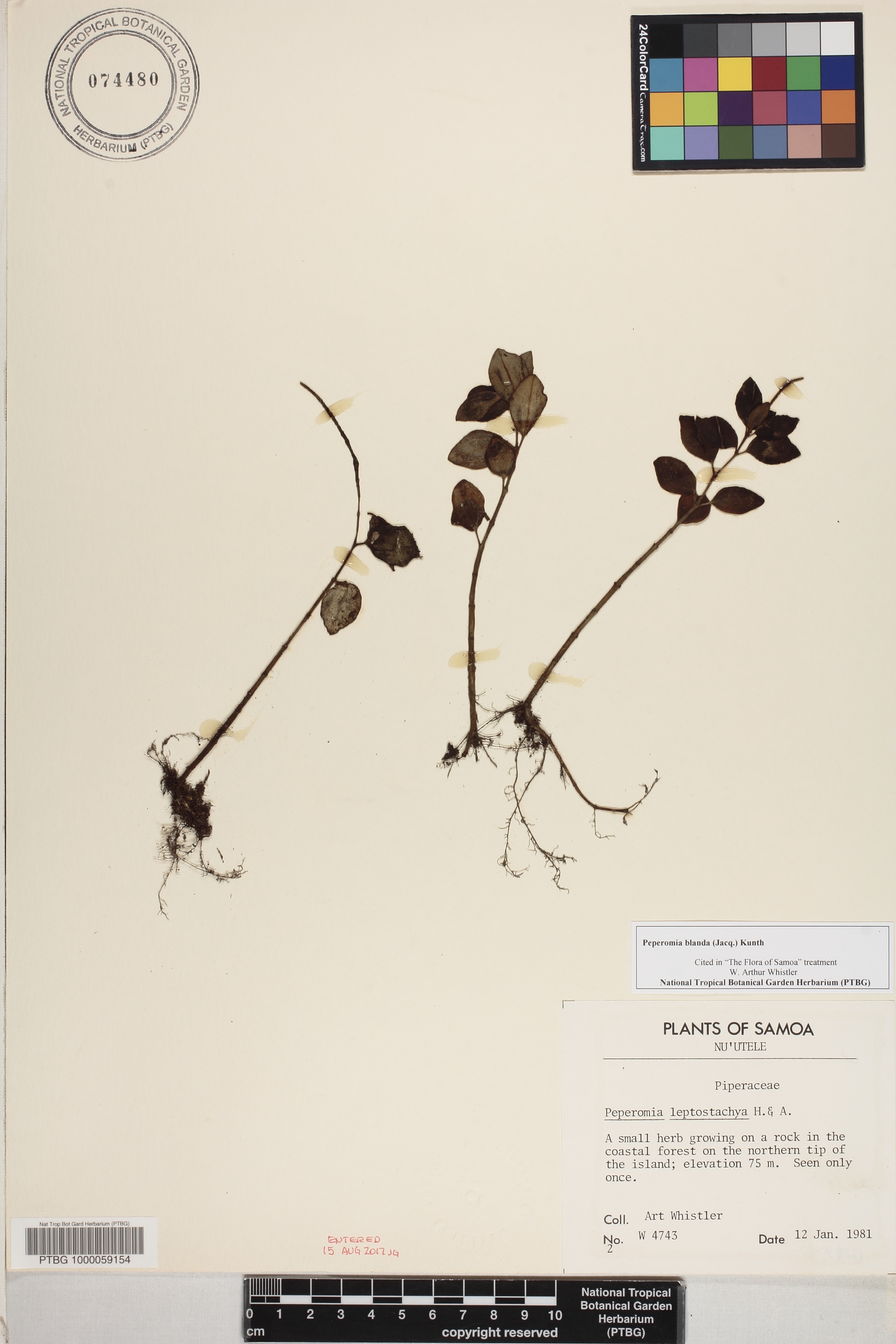 Peperomia blanda image