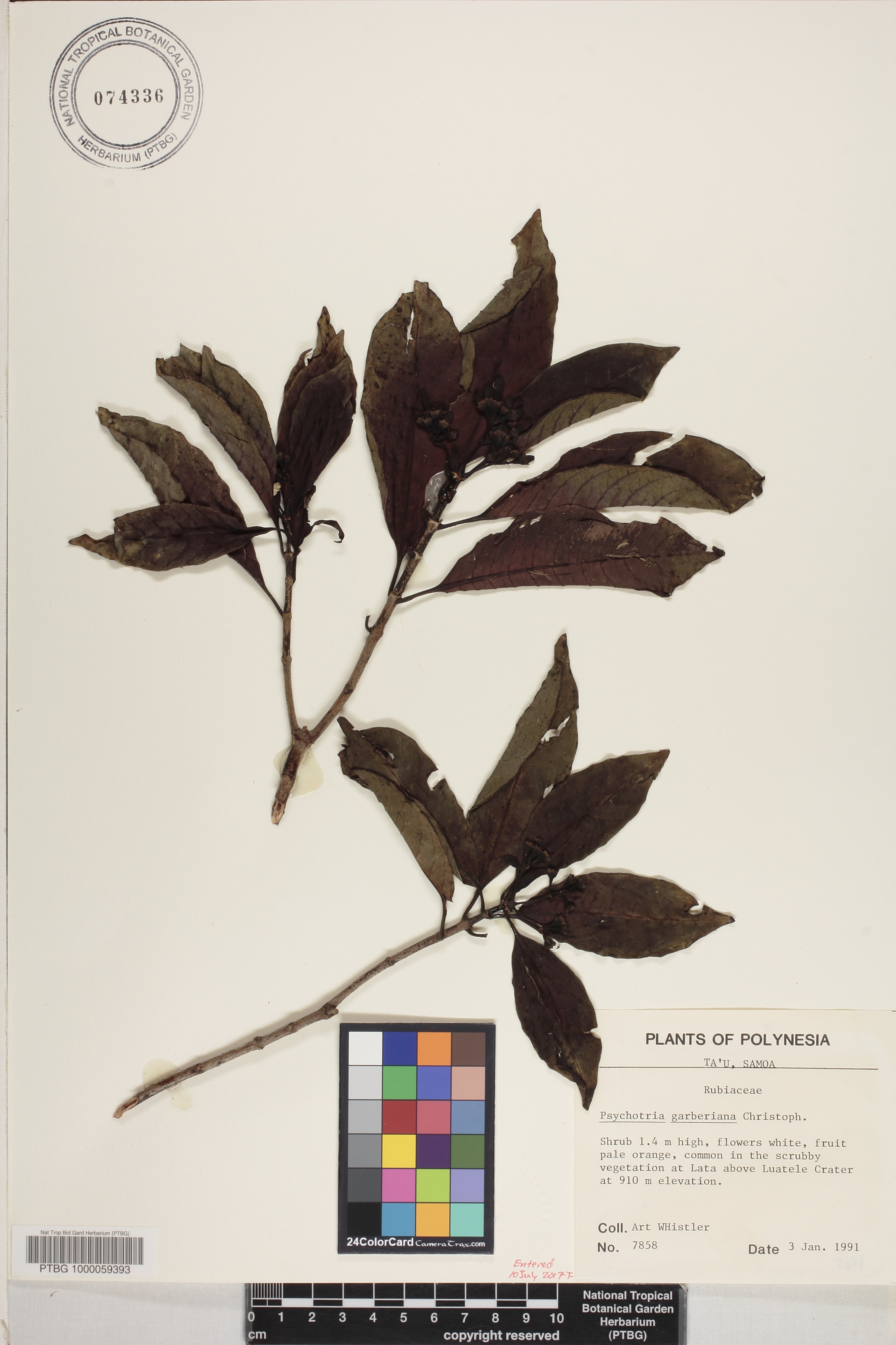 Psychotria garberiana image