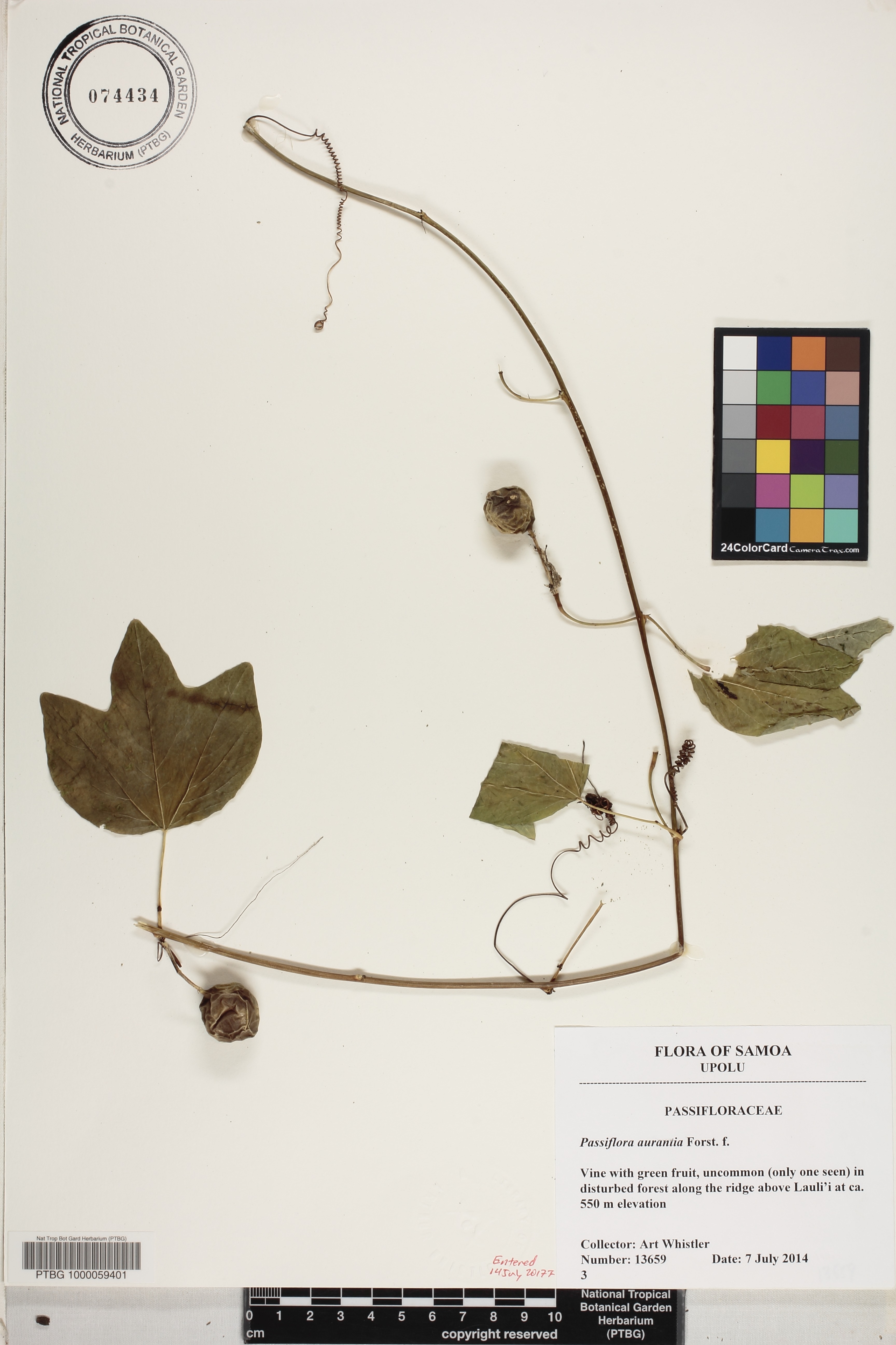 Passiflora aurantia image