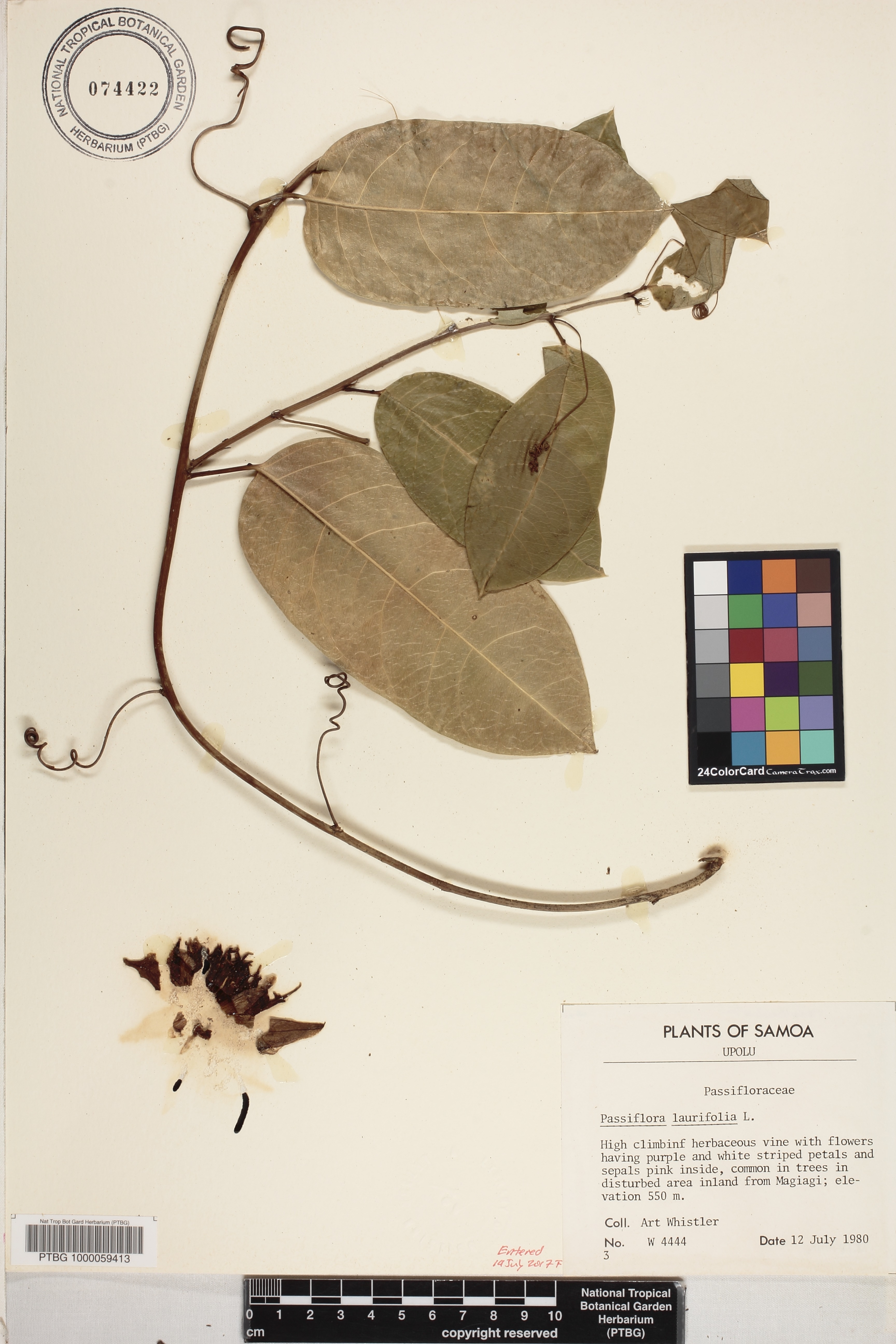 Passiflora laurifolia image