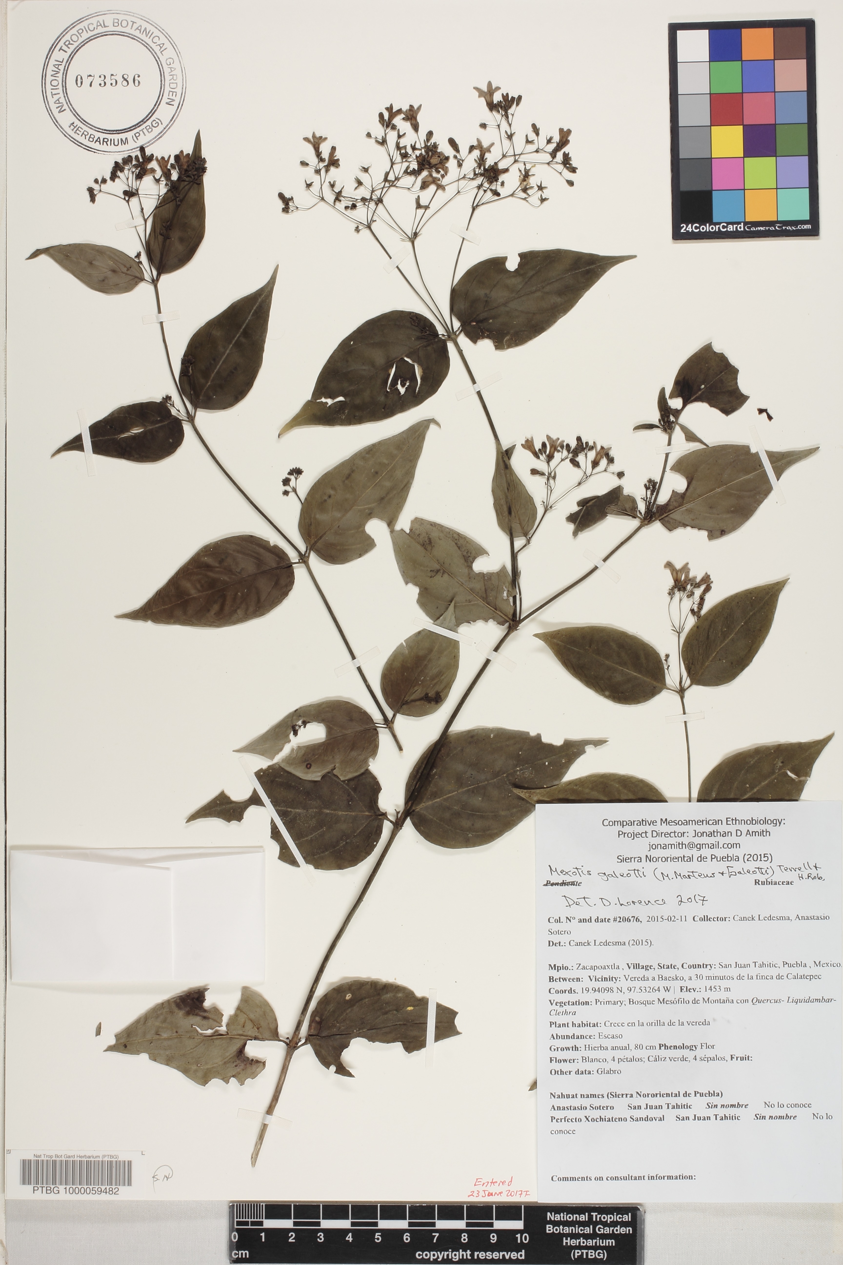 Martensianthus galeottii image