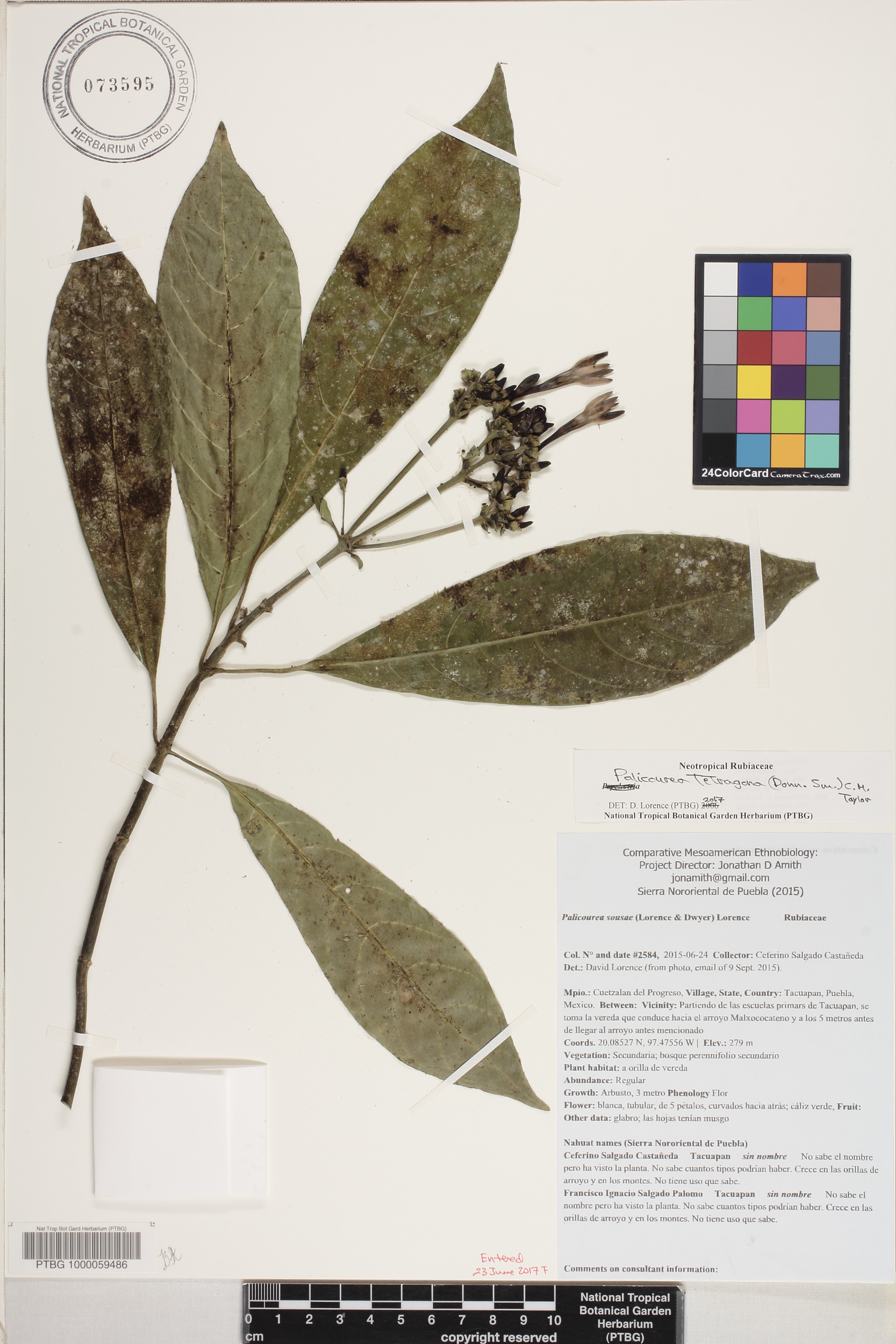 Mexocarpus tetragonus image