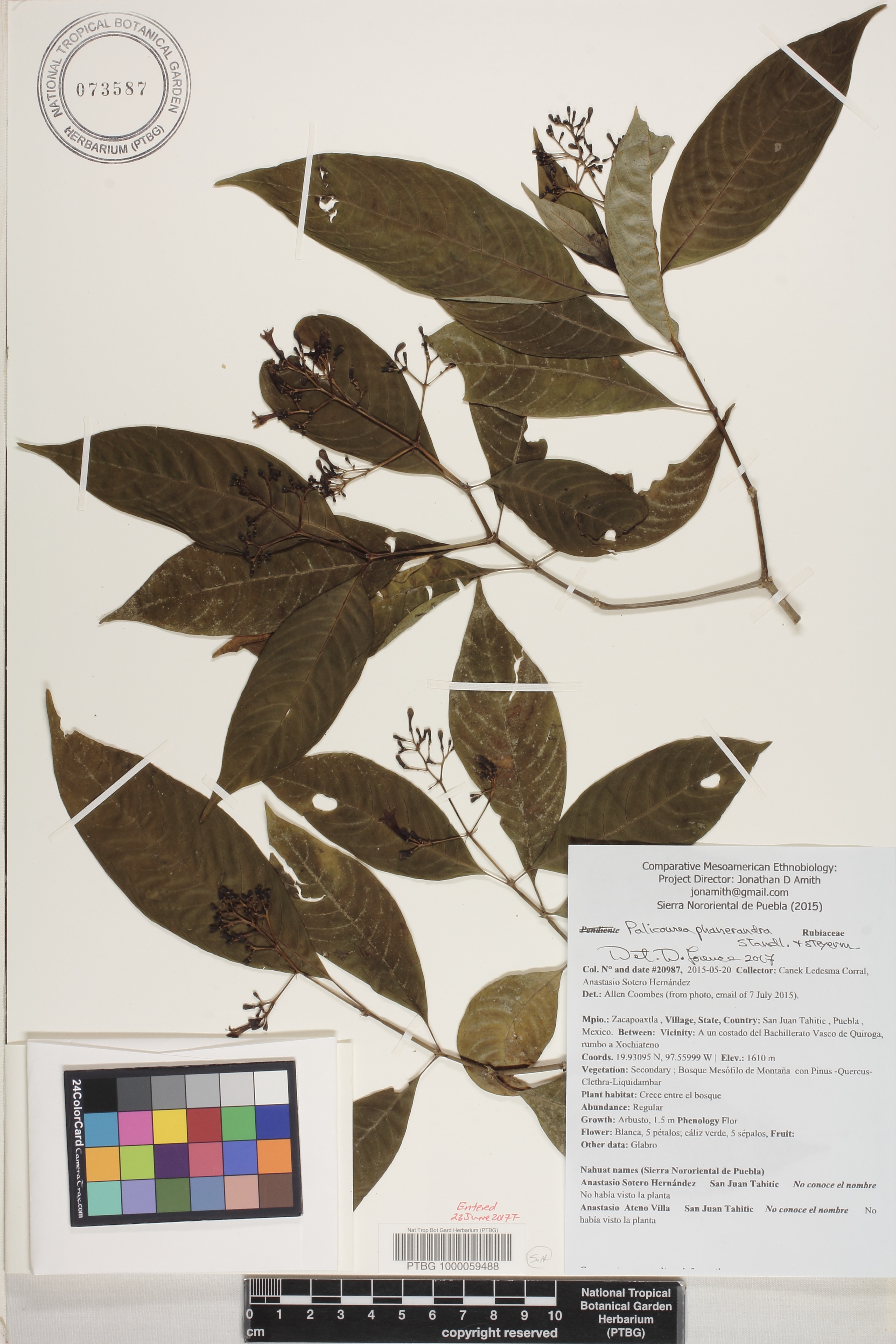 Palicourea phanerandra image