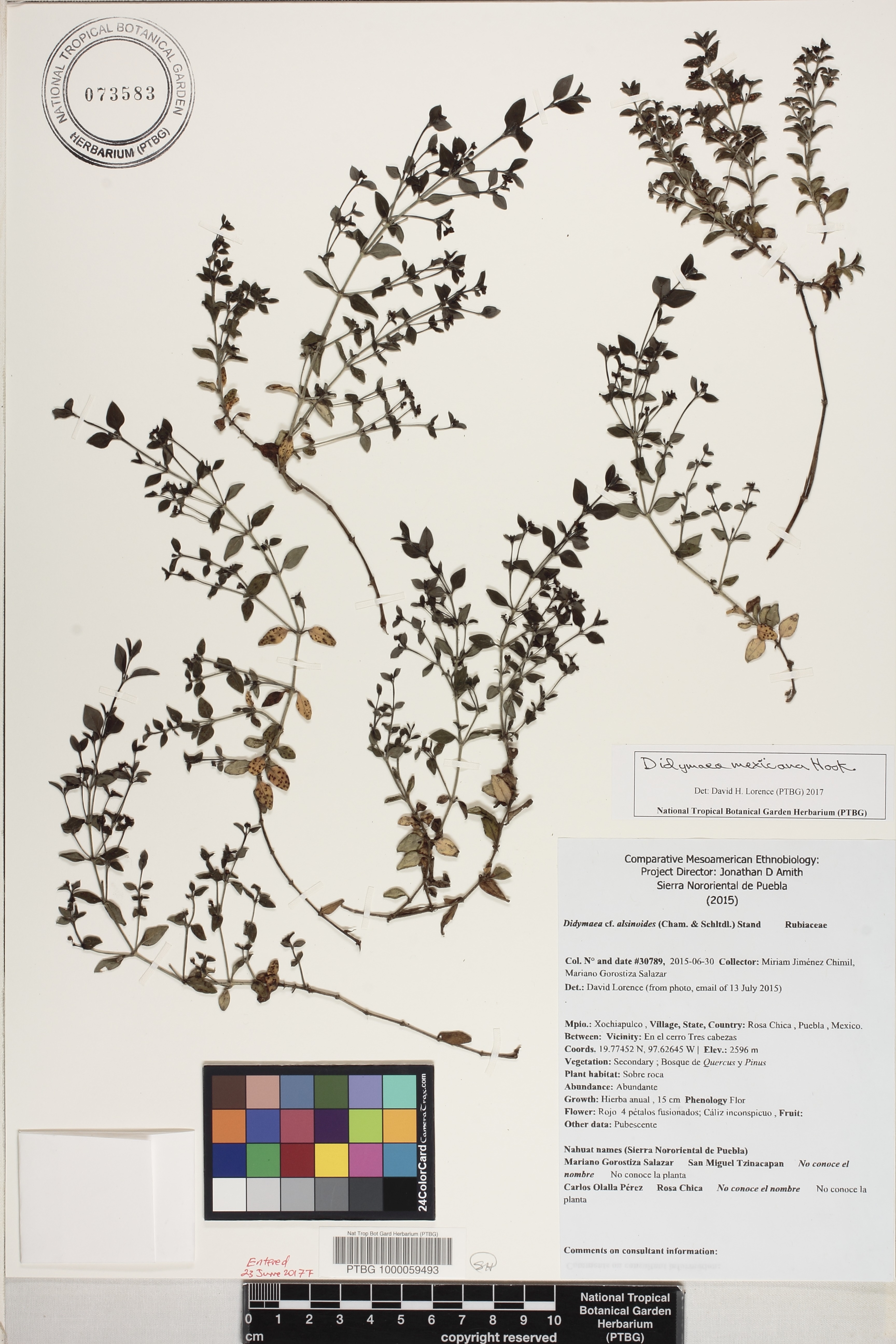 Didymaea mexicana image