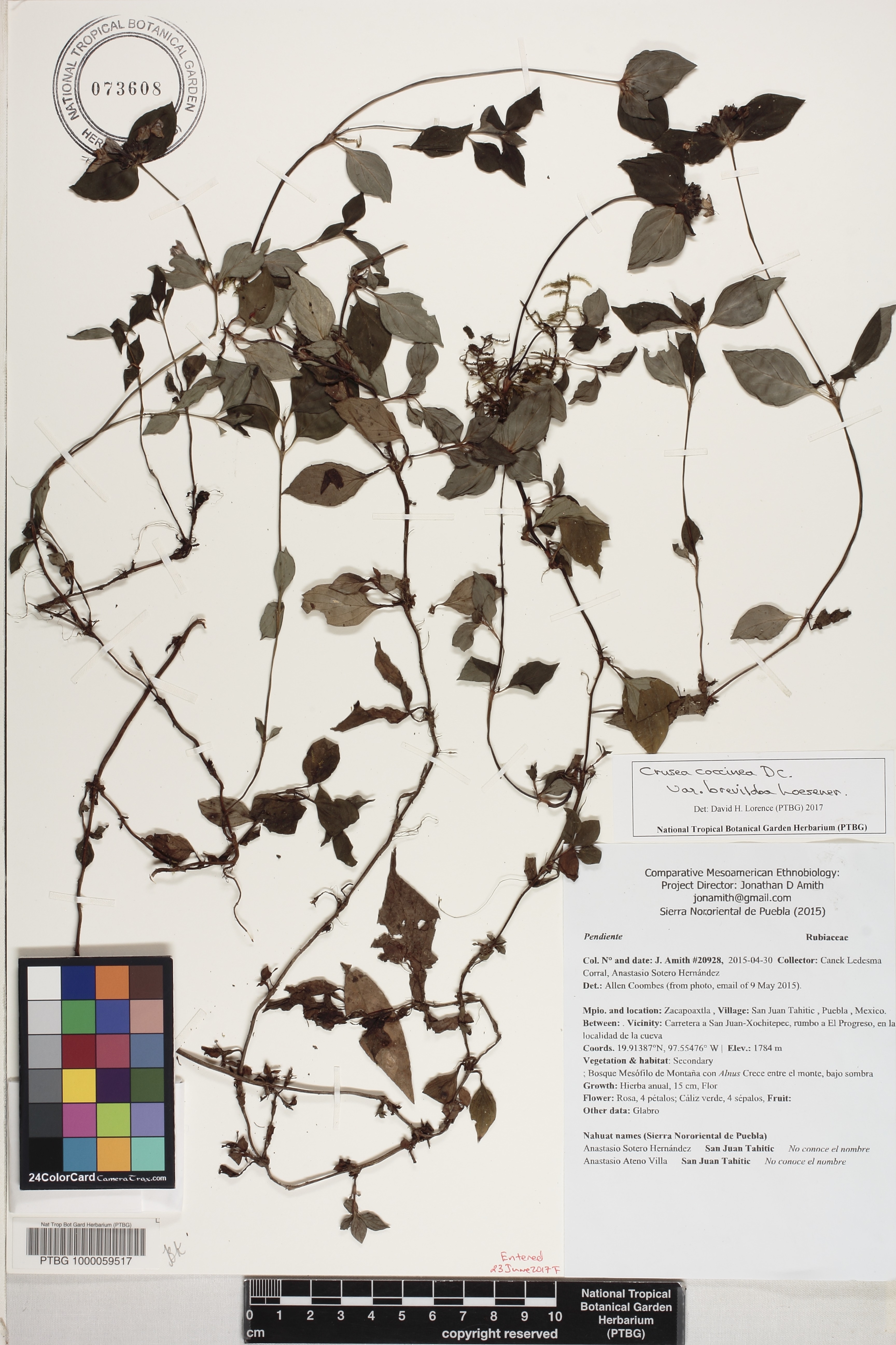 Crusea coccinea var. breviloba image