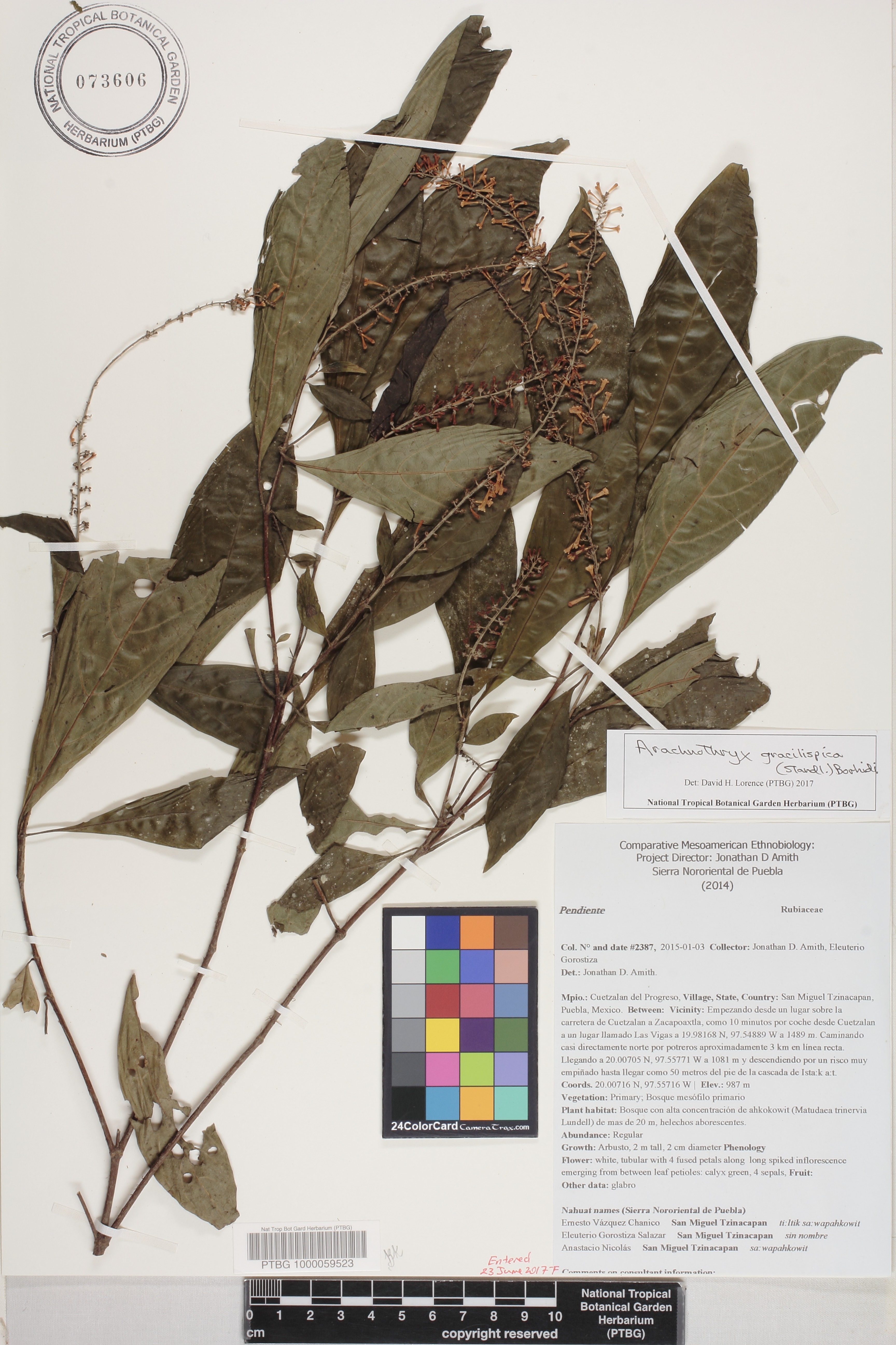 Arachnothryx gracilispica image