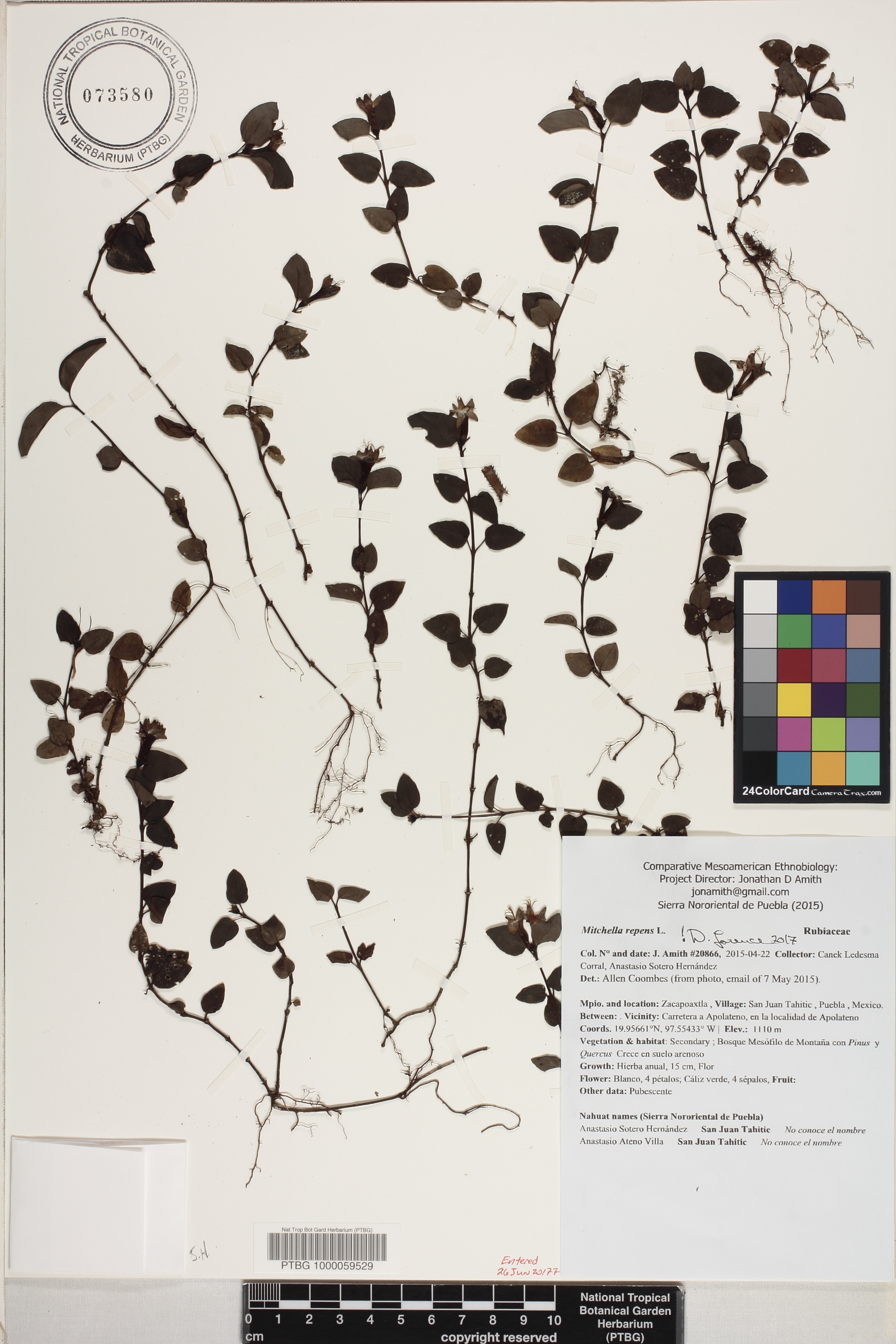 Mitchella repens image