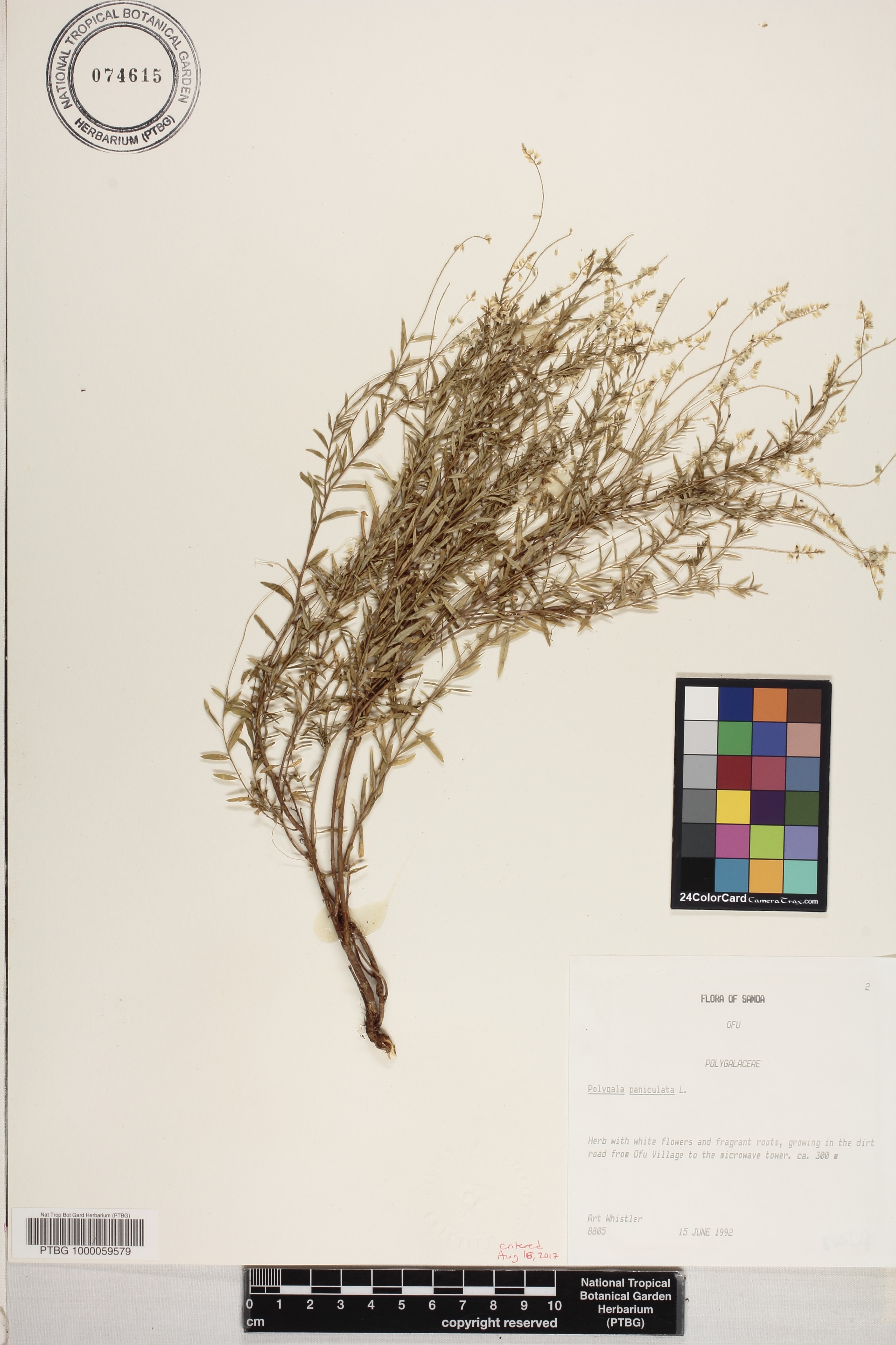Polygala paniculata image