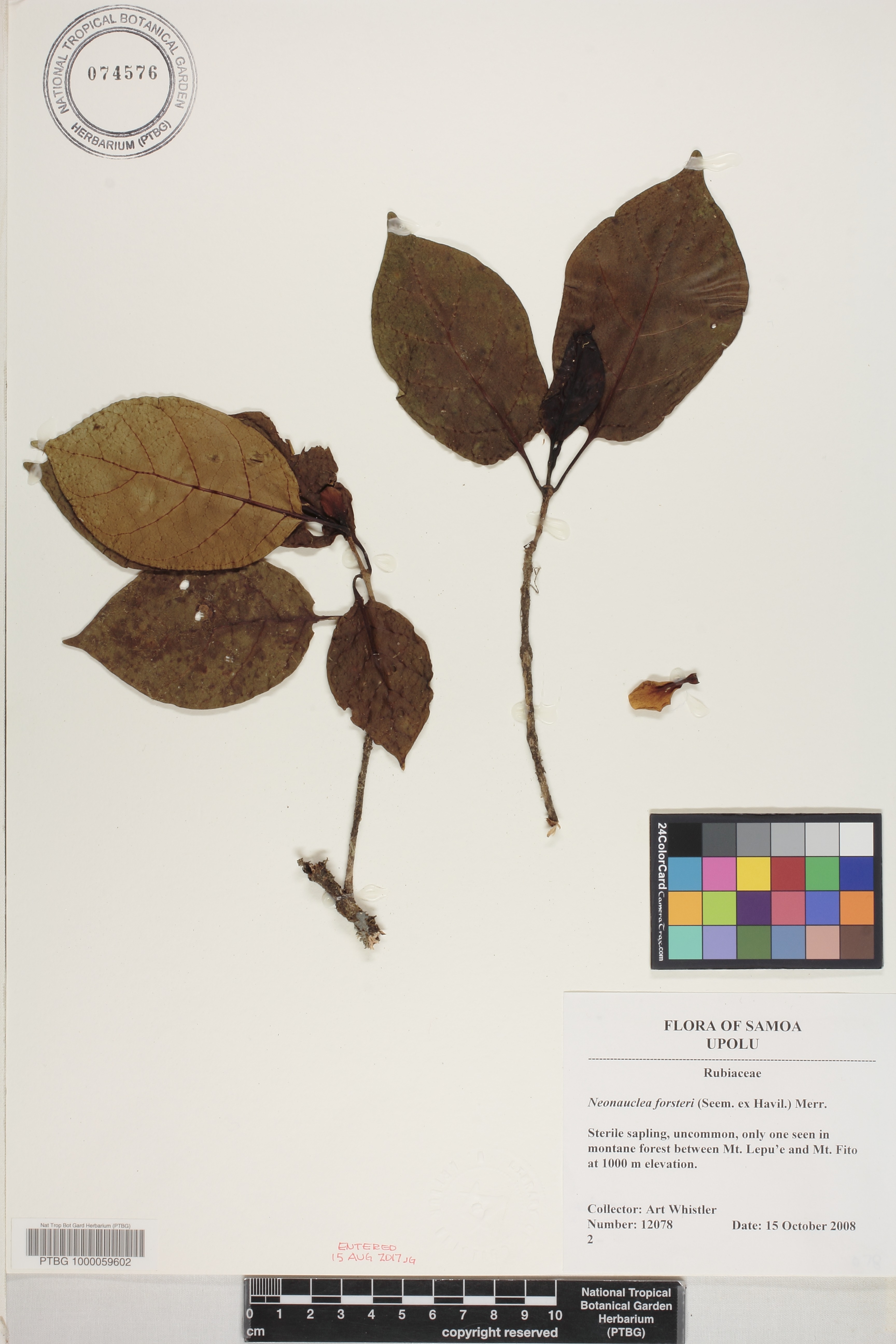 Neonauclea forsteri image