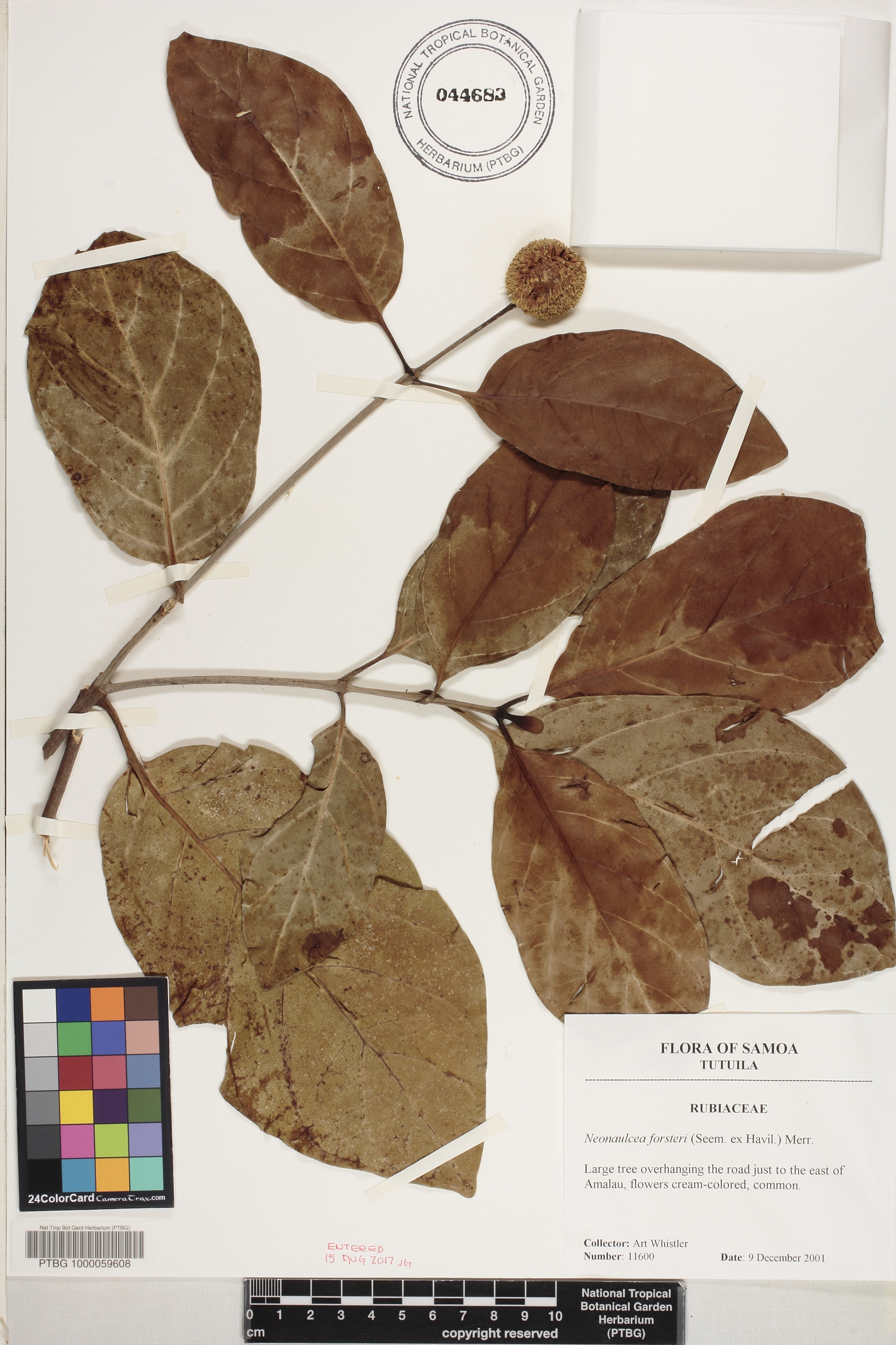 Neonauclea image