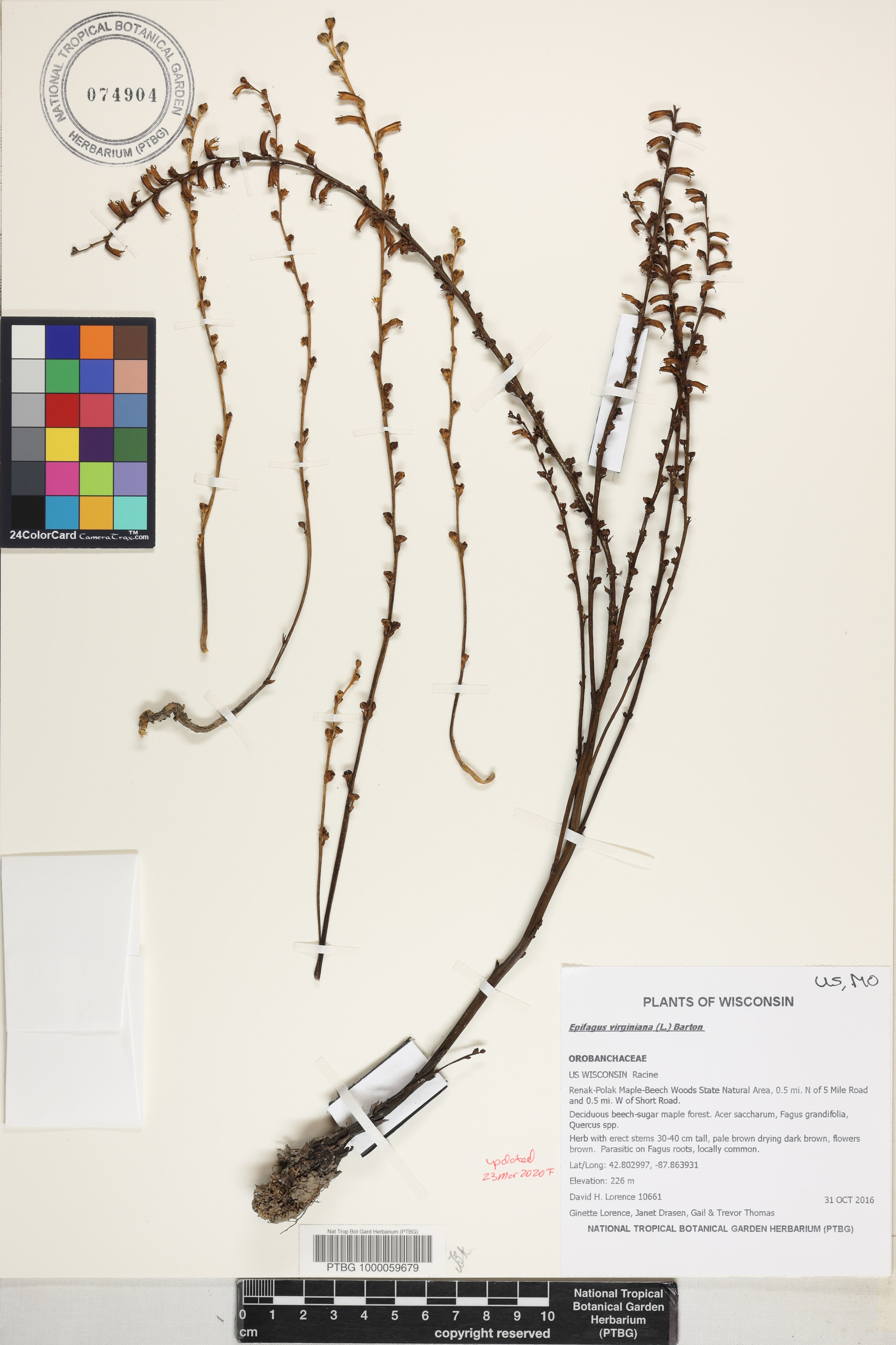 Epifagus virginiana image