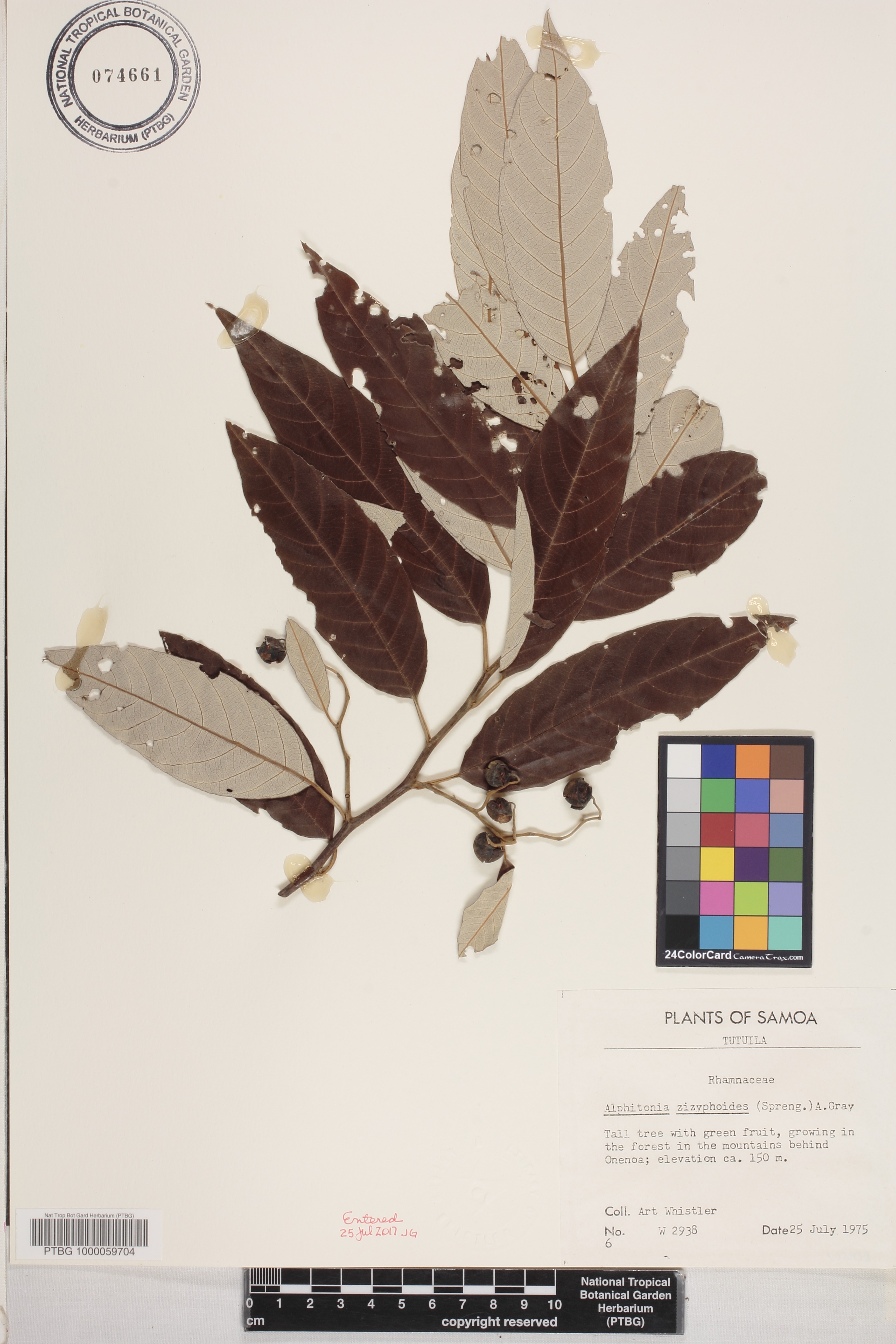 Alphitonia zizyphoides image