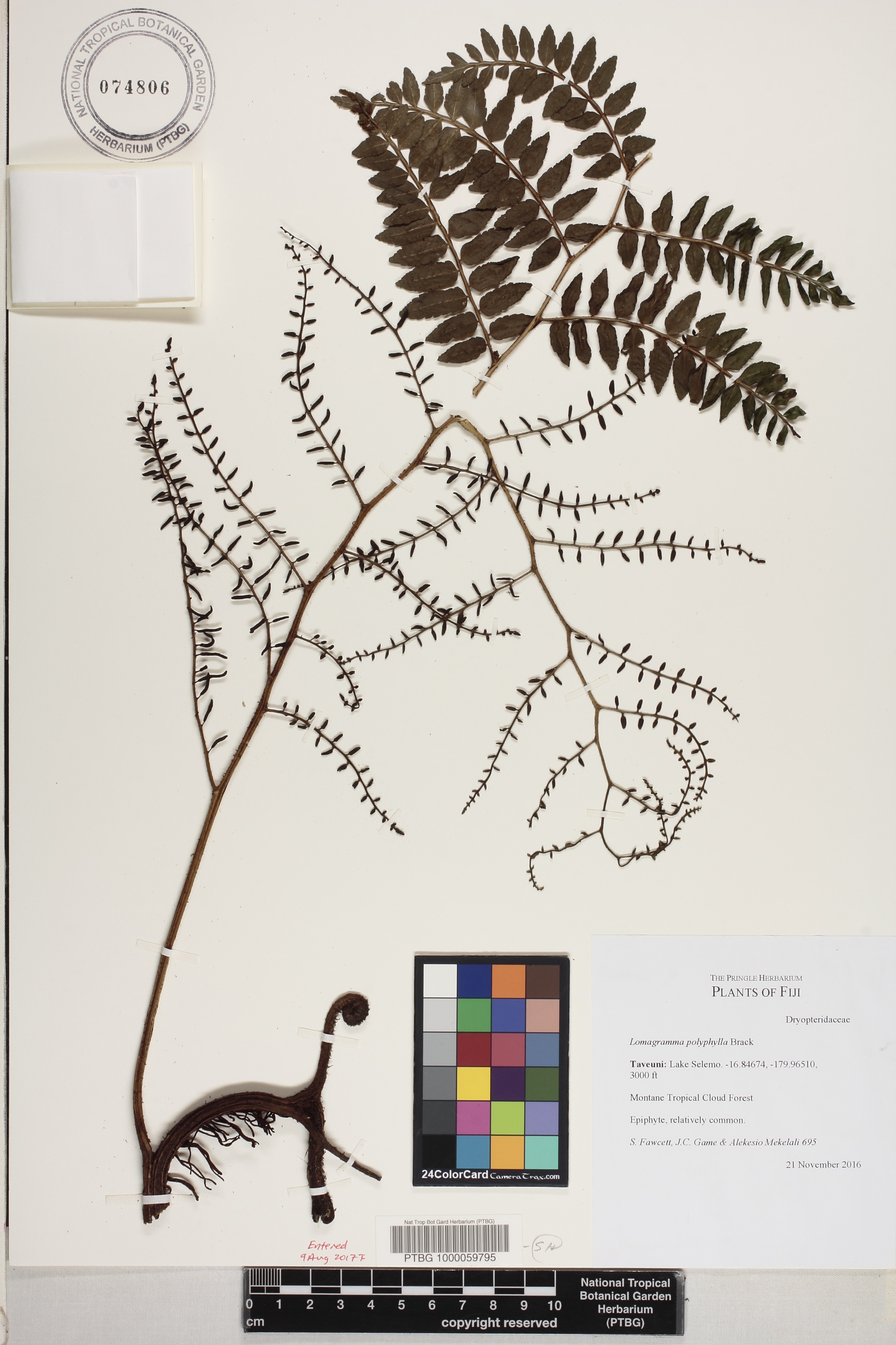 Lomagramma polyphylla image