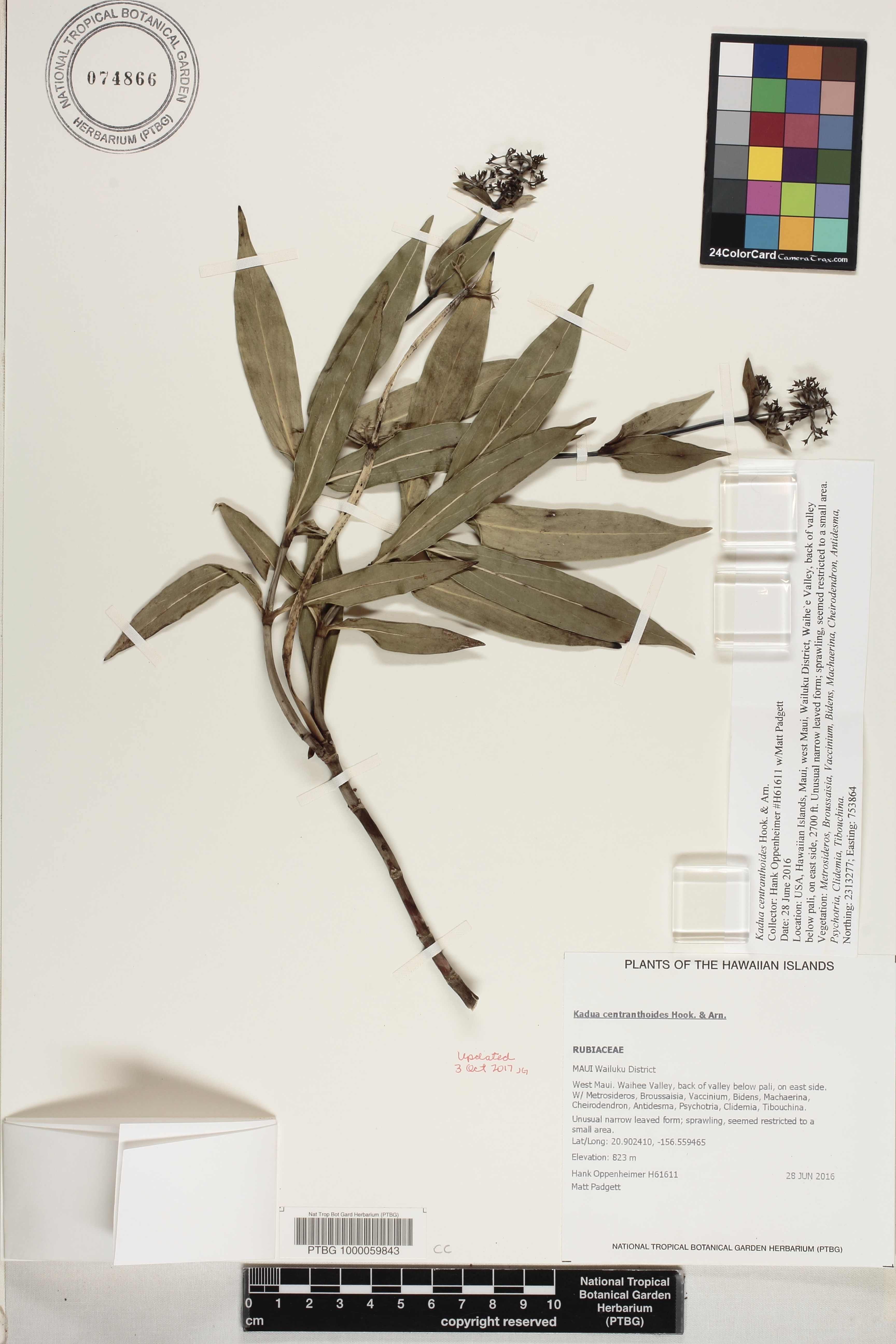 Kadua centranthoides image