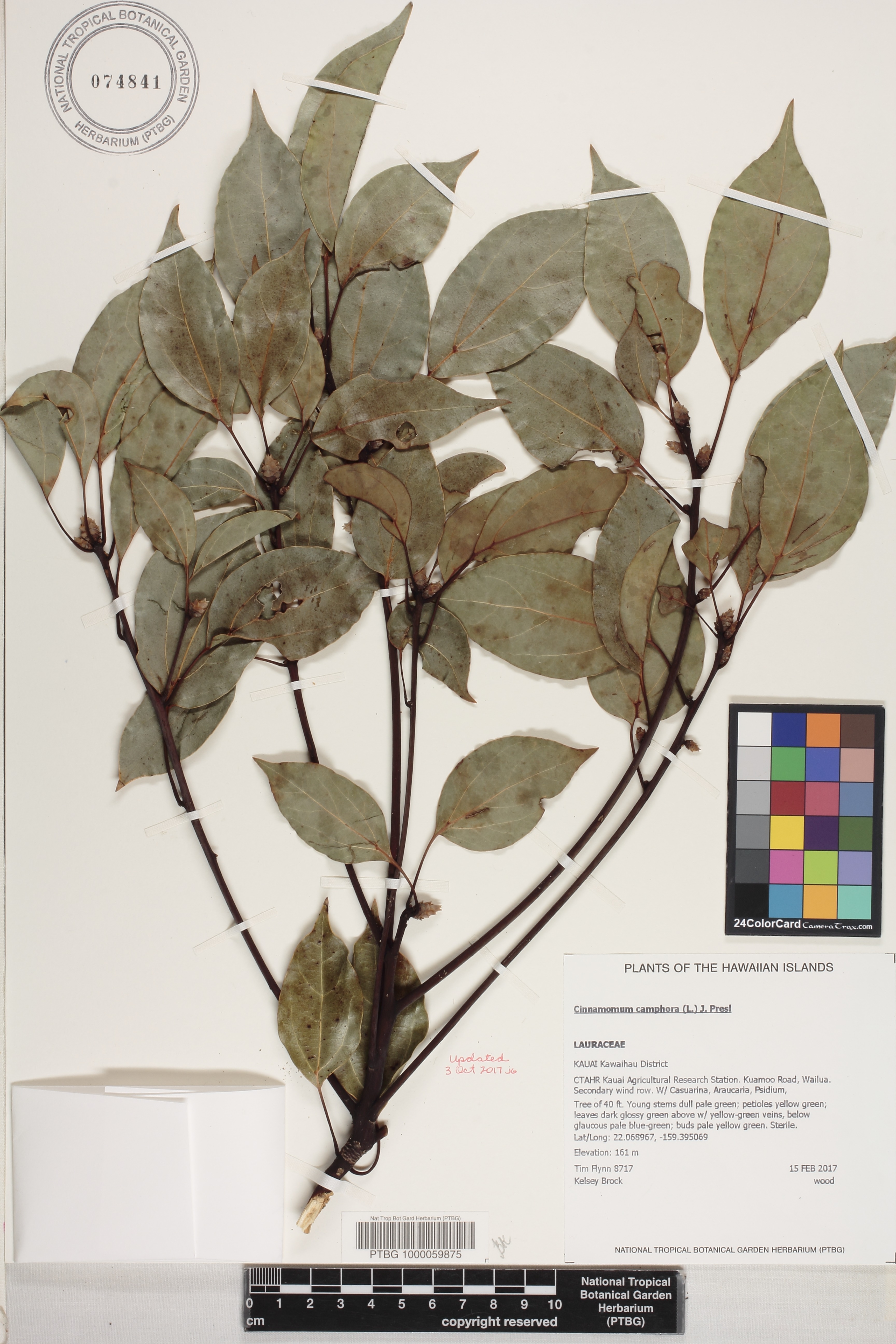 Cinnamomum camphora image