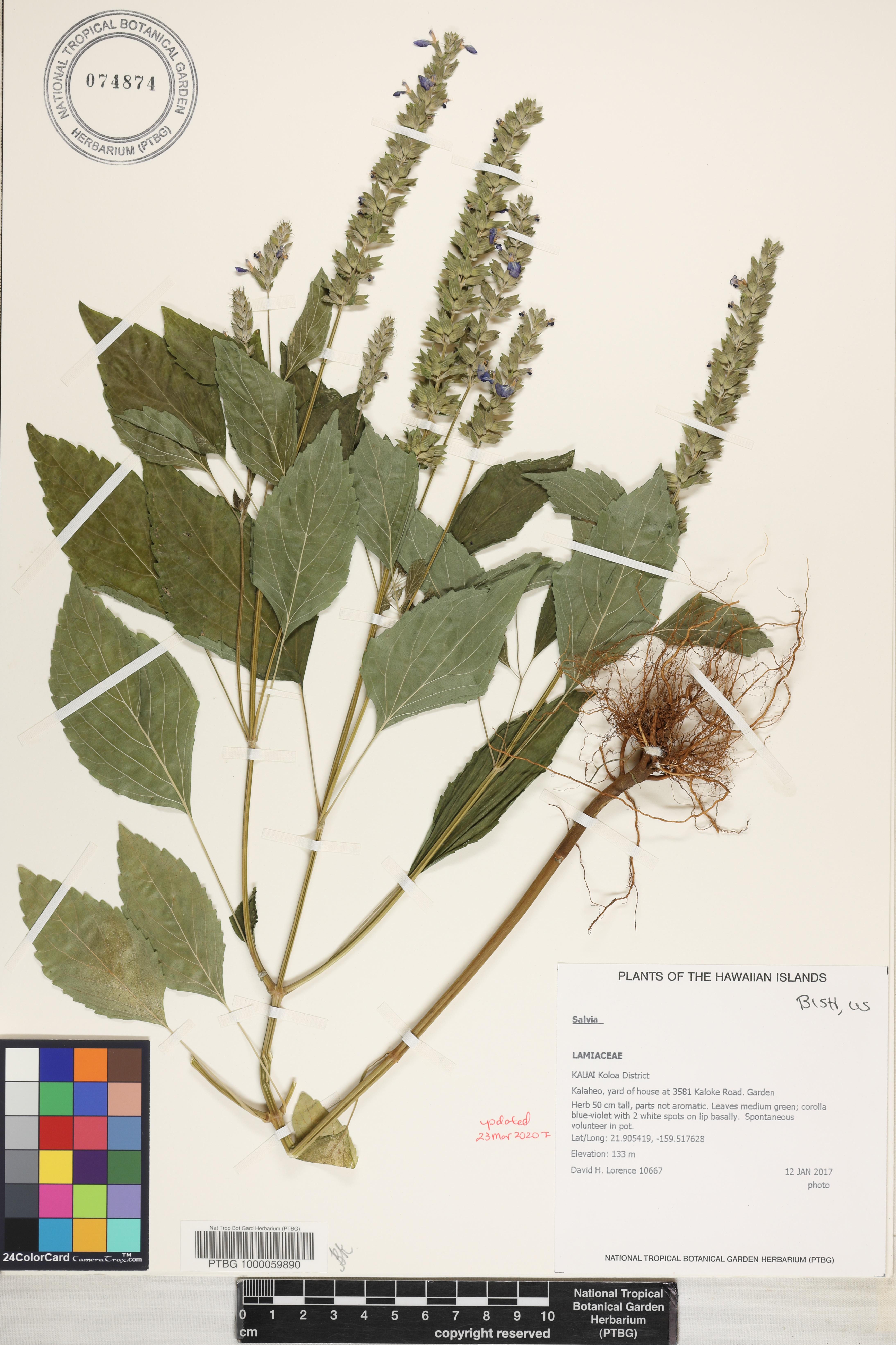 Salvia hispanica image