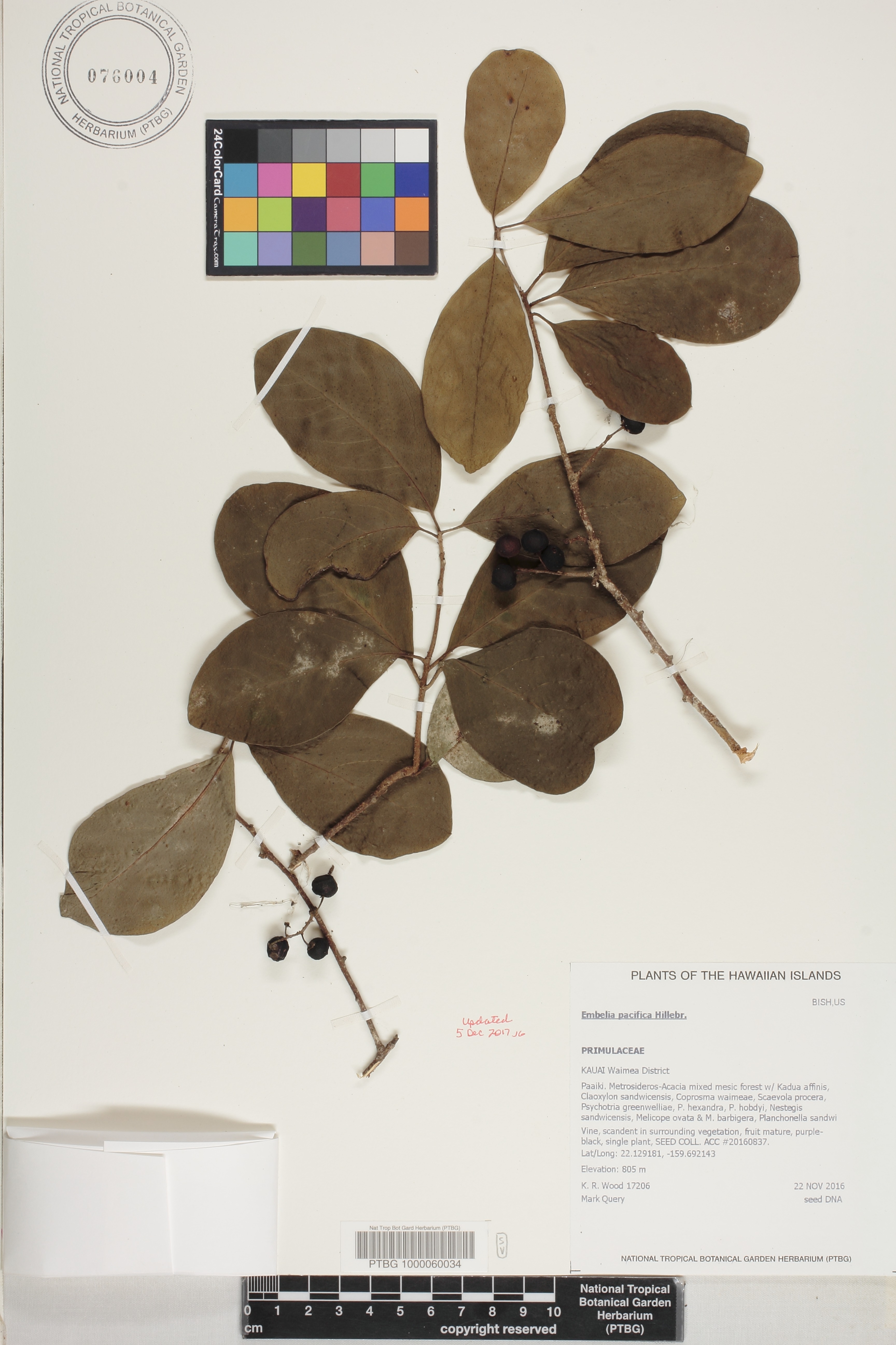 Embelia image