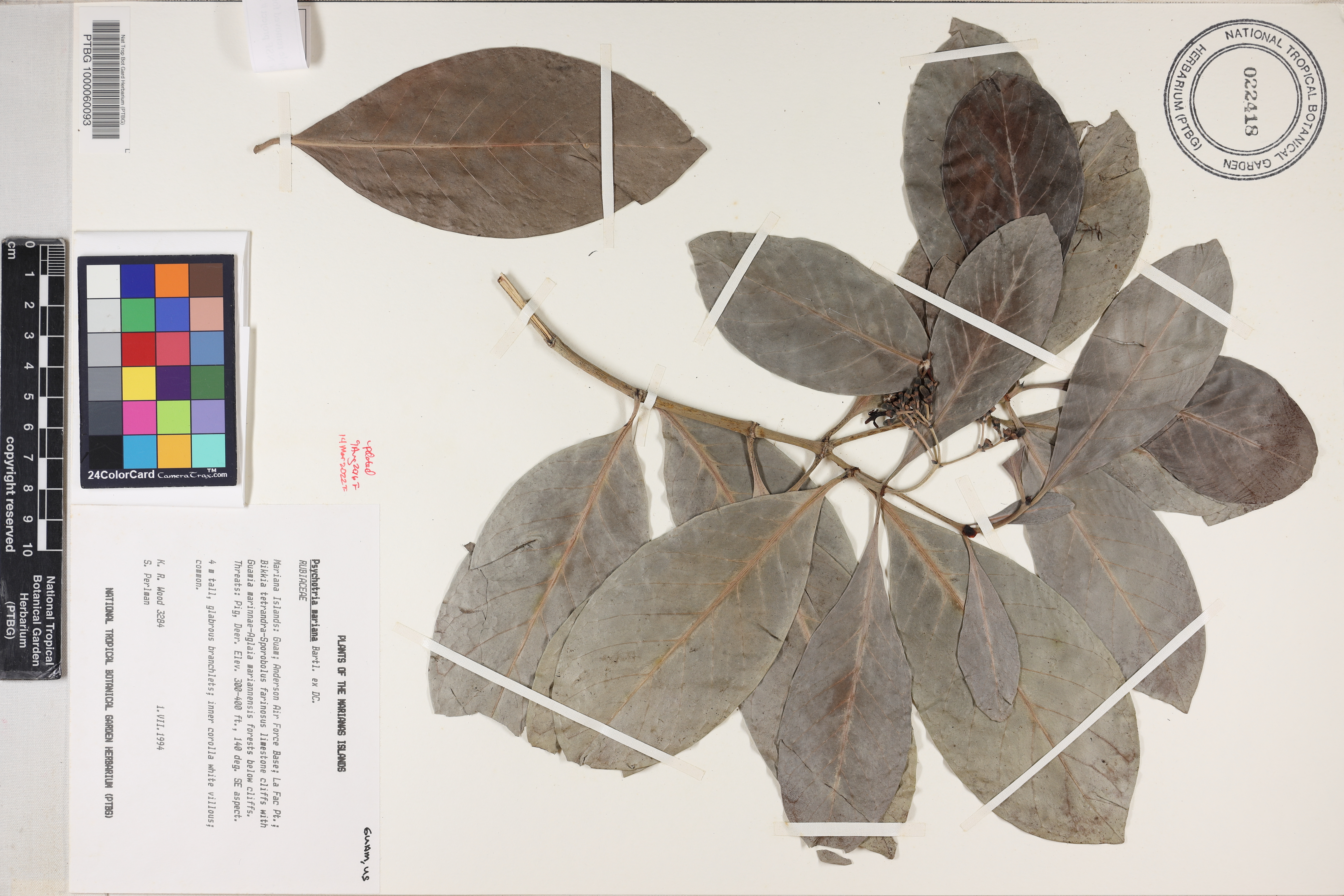 Psychotria mariana image