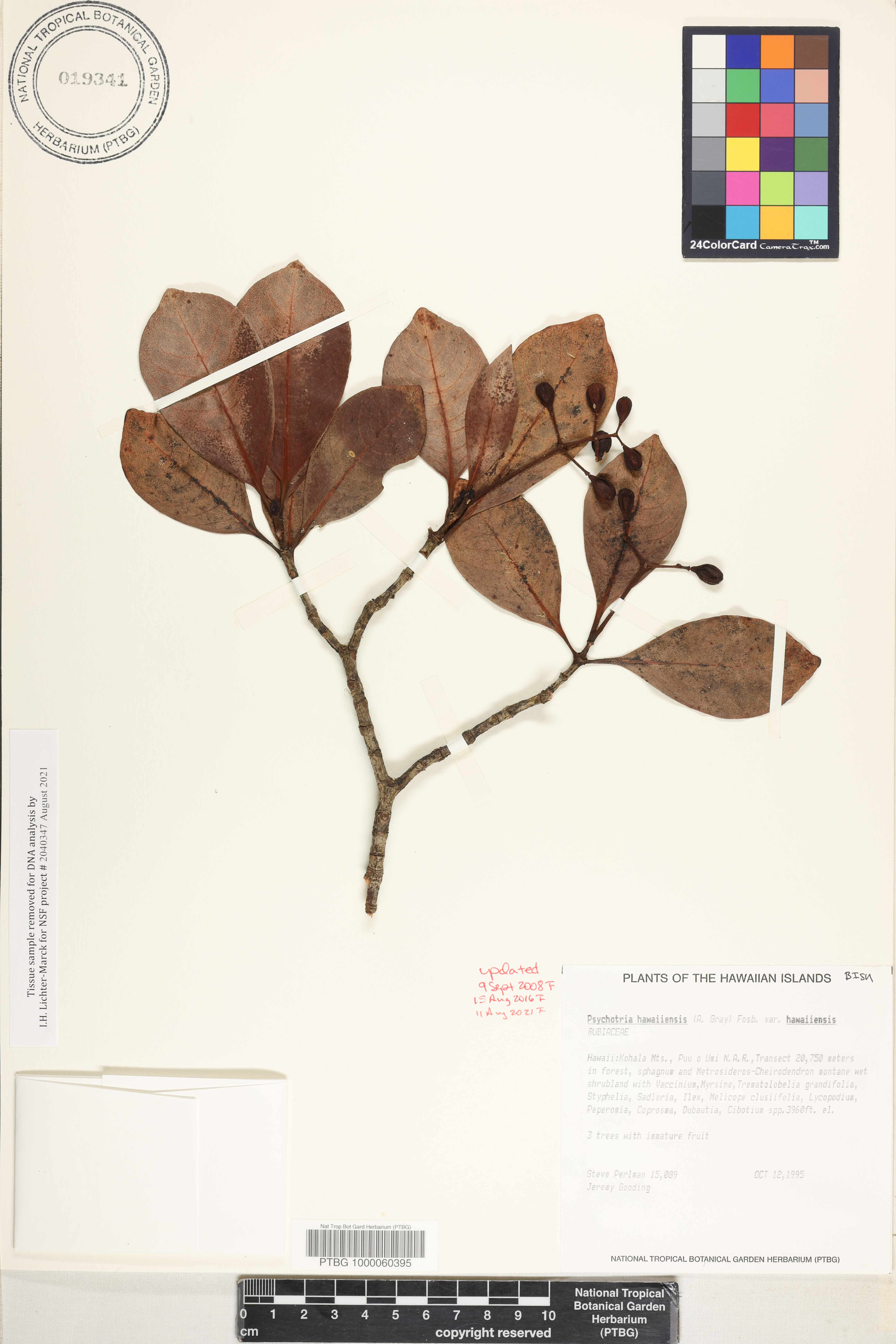 Psychotria hawaiiensis var. hawaiiensis image