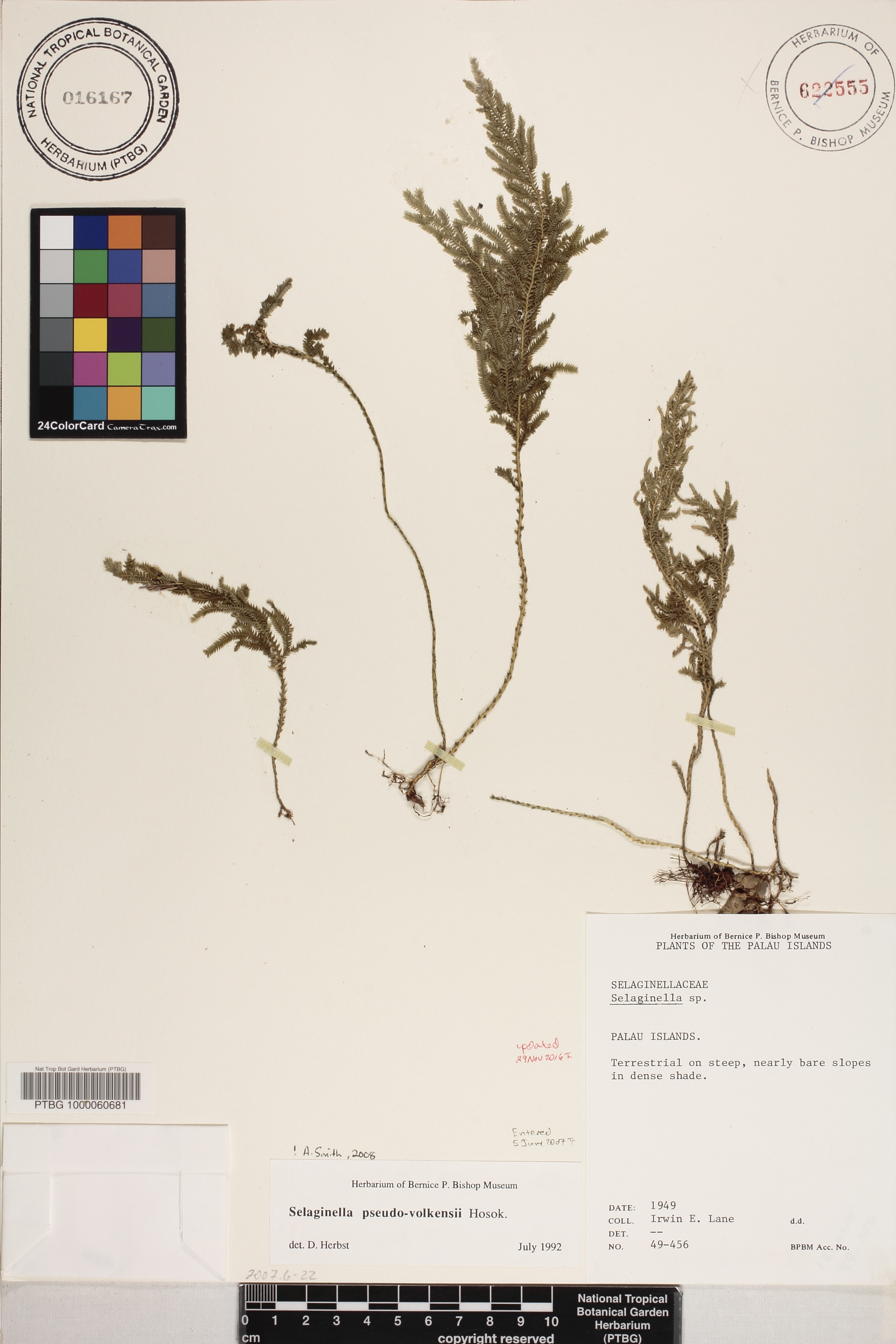 Selaginella pseudo-volkensii image