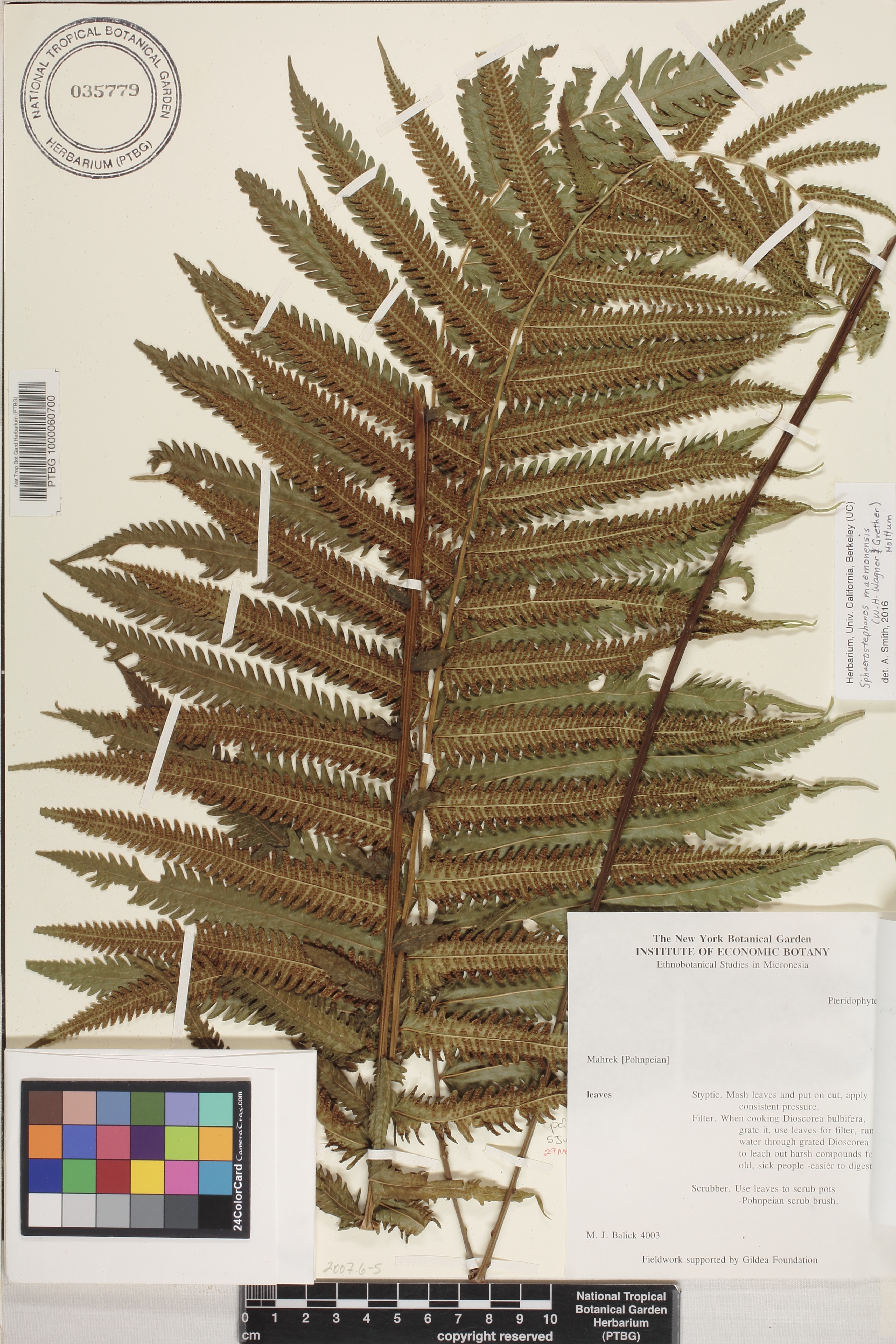 Sphaerostephanos maemonensis image