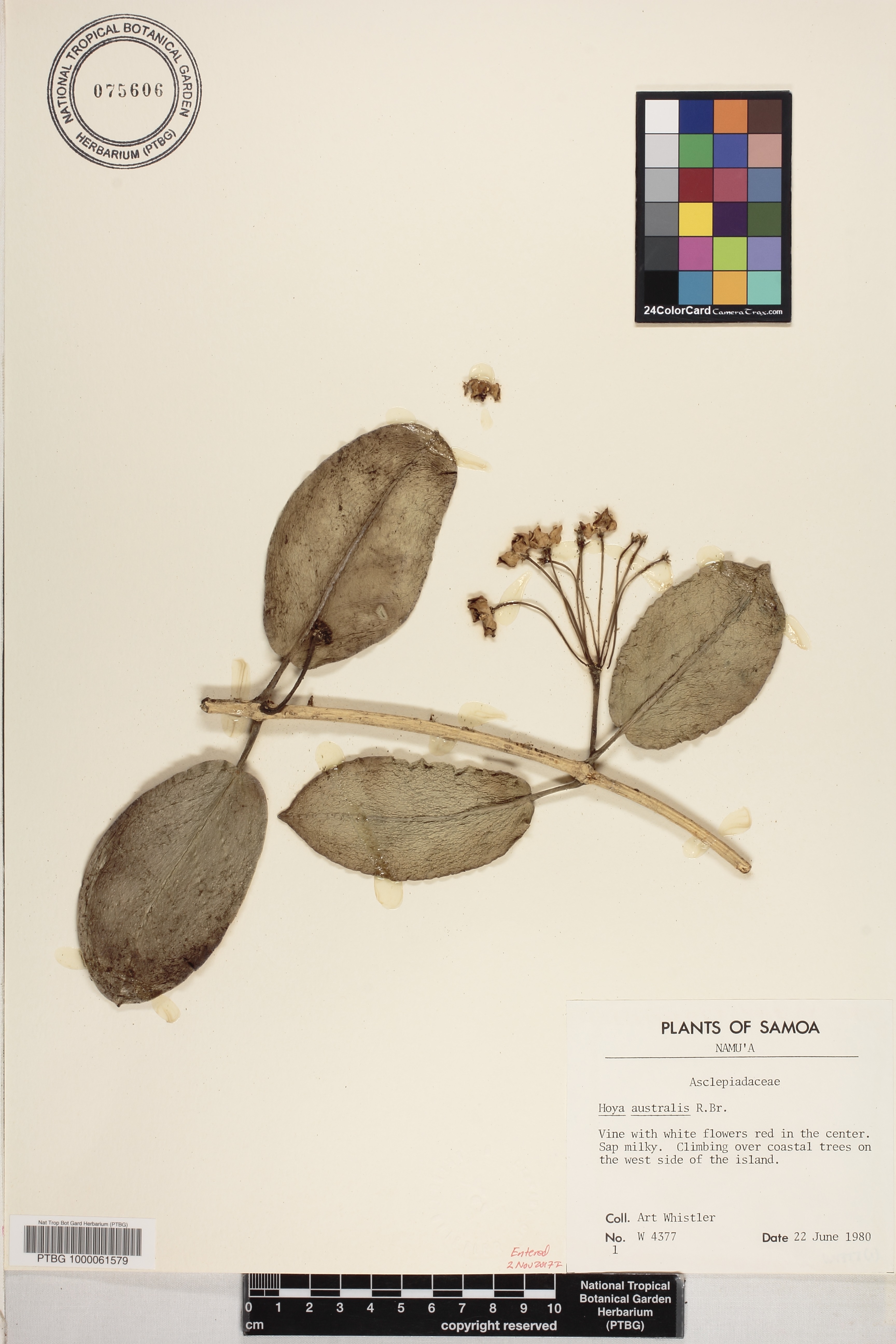 Hoya australis image