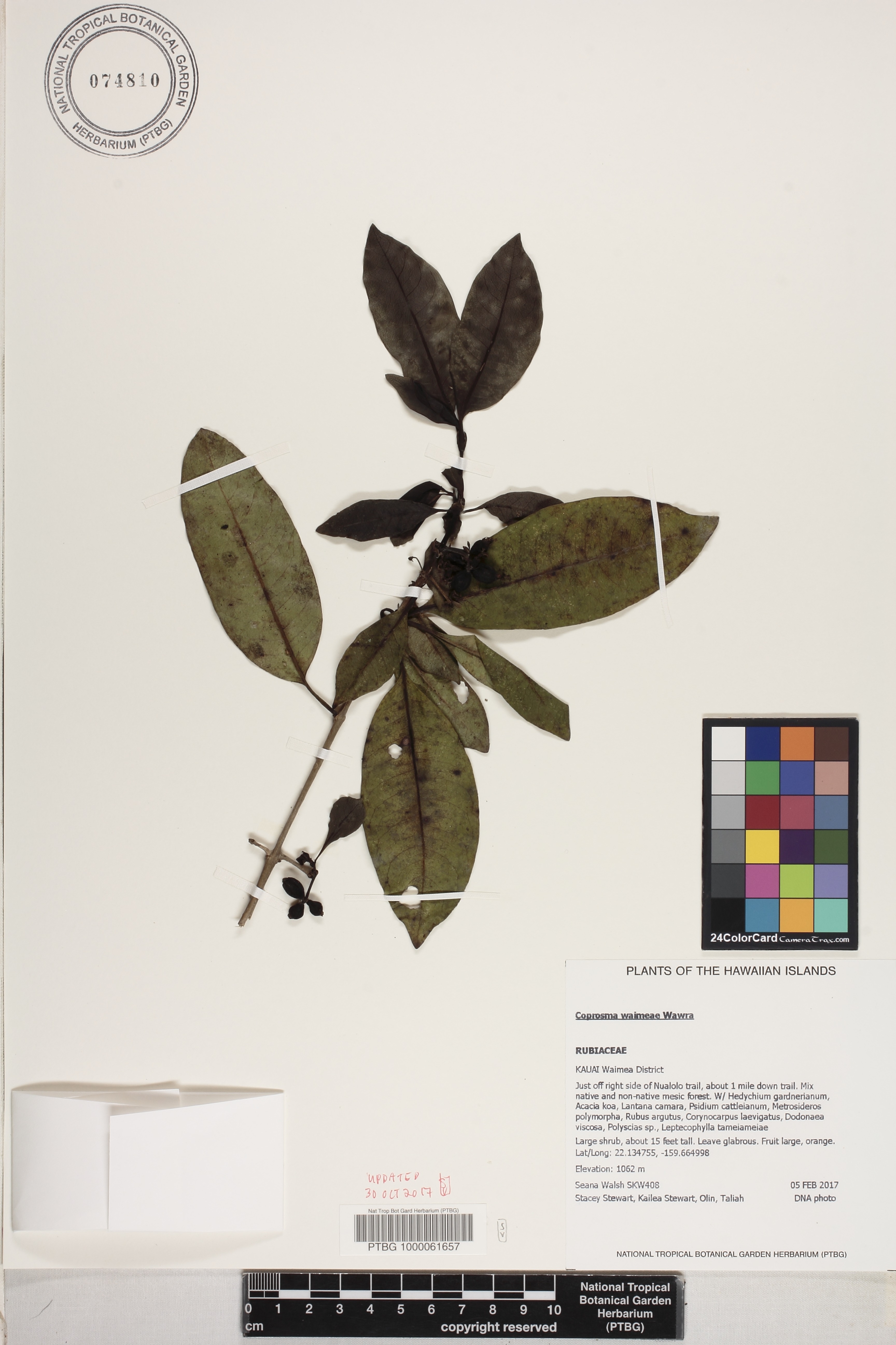 Coprosma image