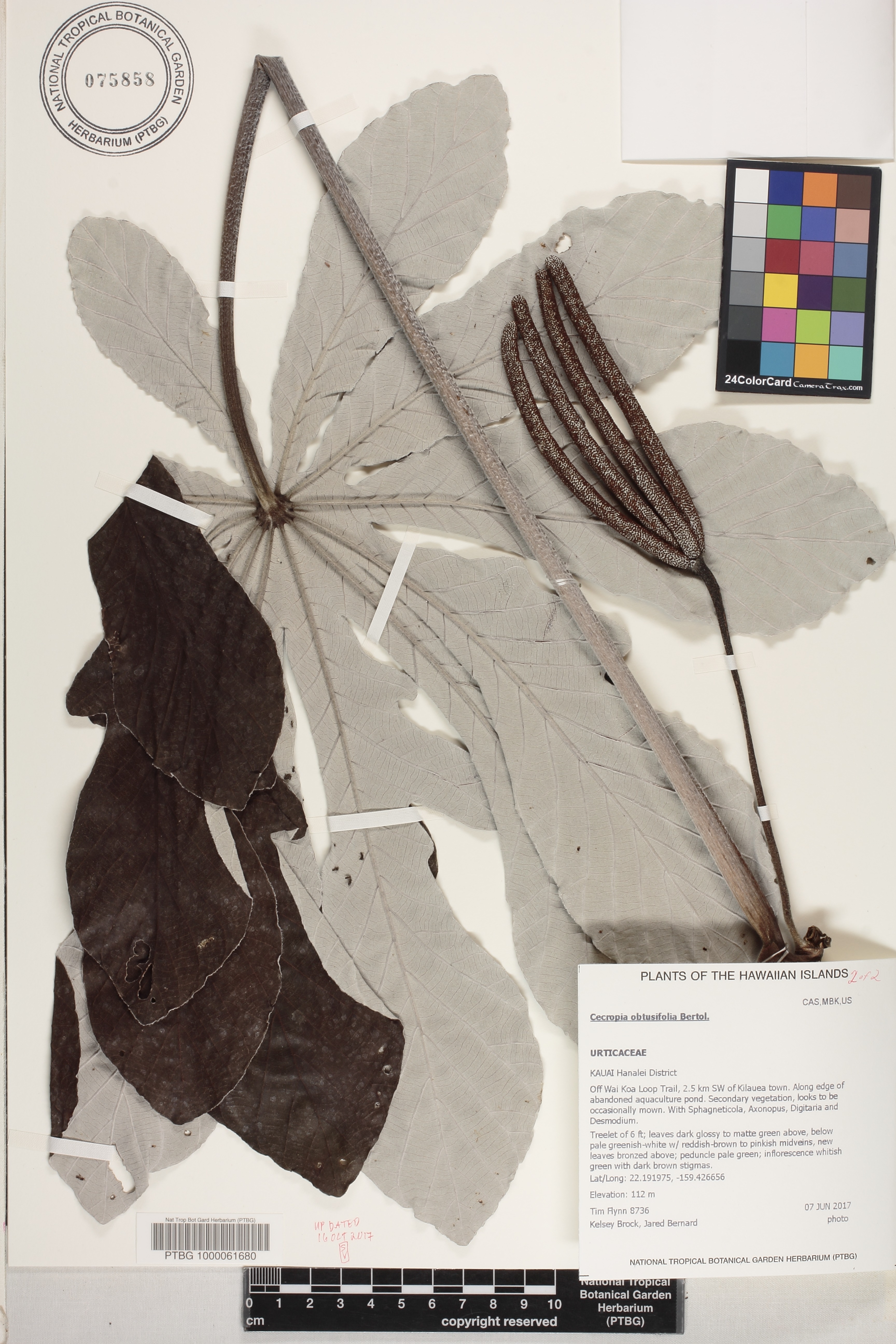 Cecropia image