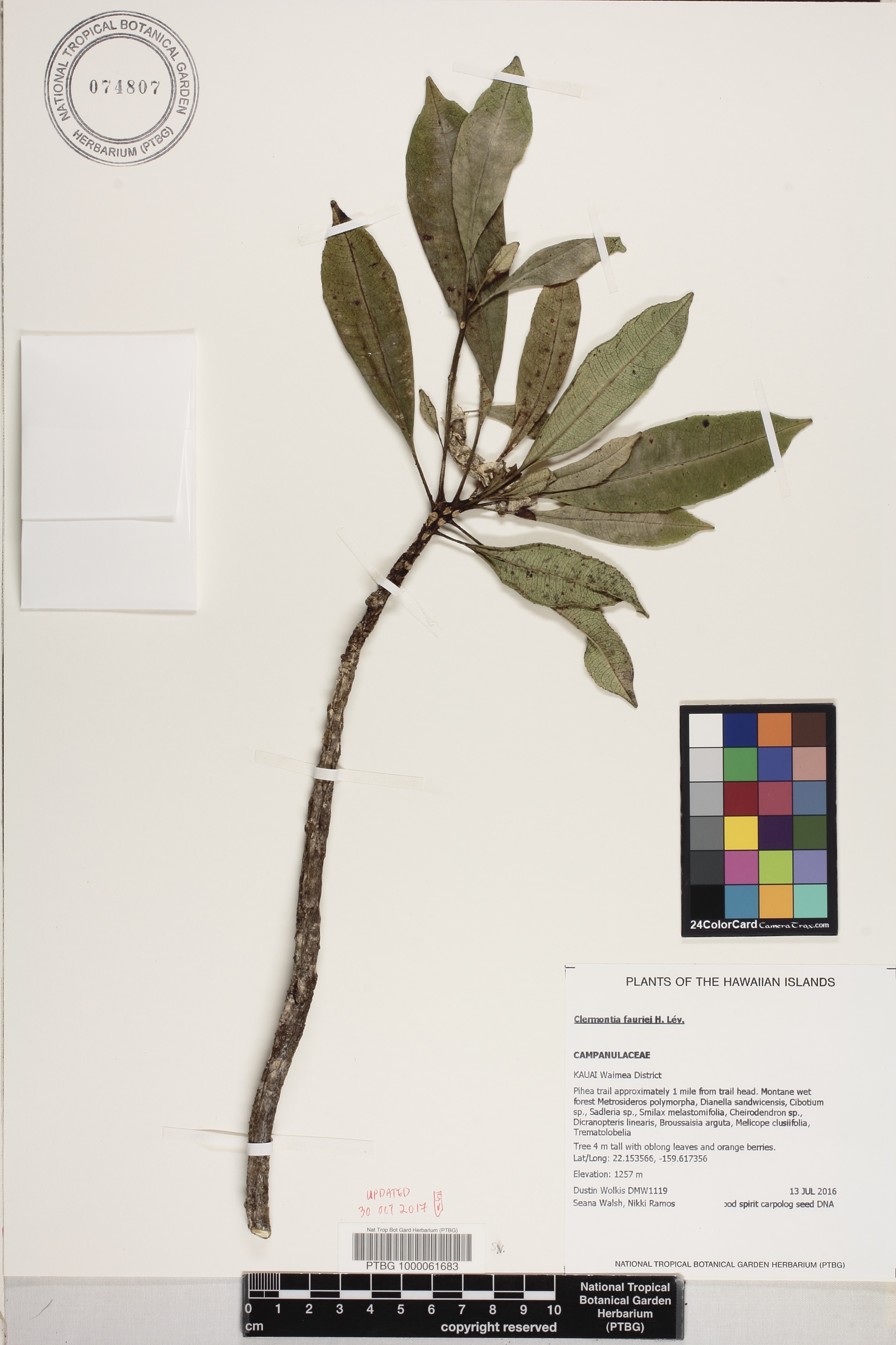 Clermontia fauriei image
